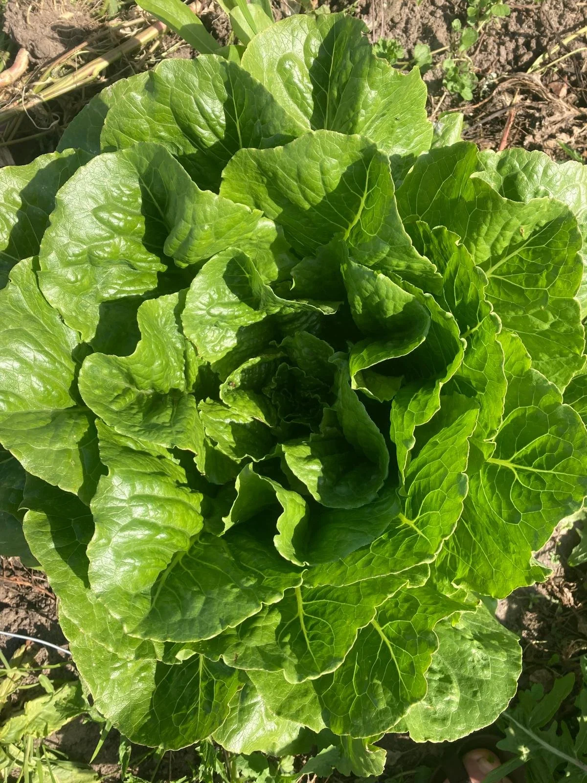 Romaine salathovede