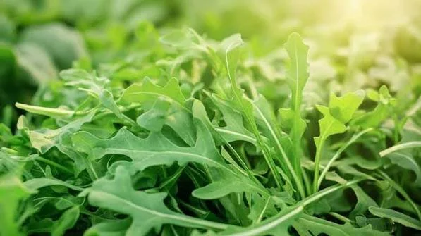 Rucola, 100gr.