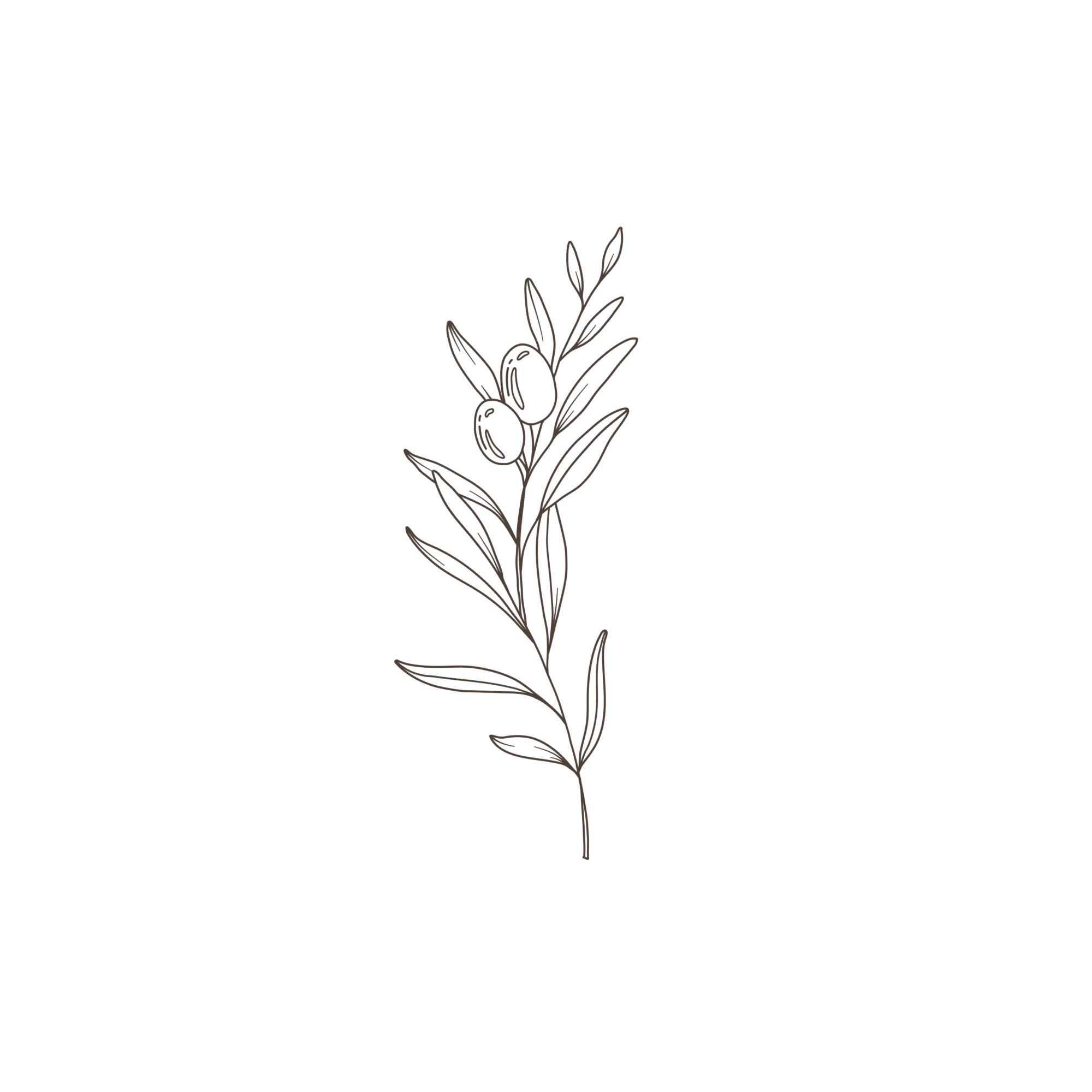 Minimalist line drawing of a flowering plant with elongated leaves and buds.