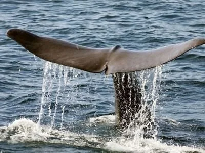 whale watching