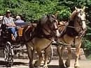 Horse Drawn Carriage Rides