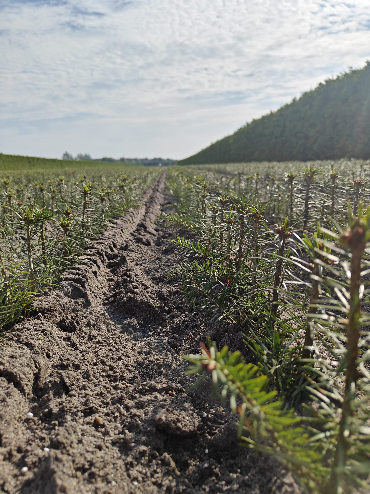 Nahaufnahme von jungen Weihnachtsbäumen in einem landwirtschaftlichen Feld mit Himmel im Hintergrund.