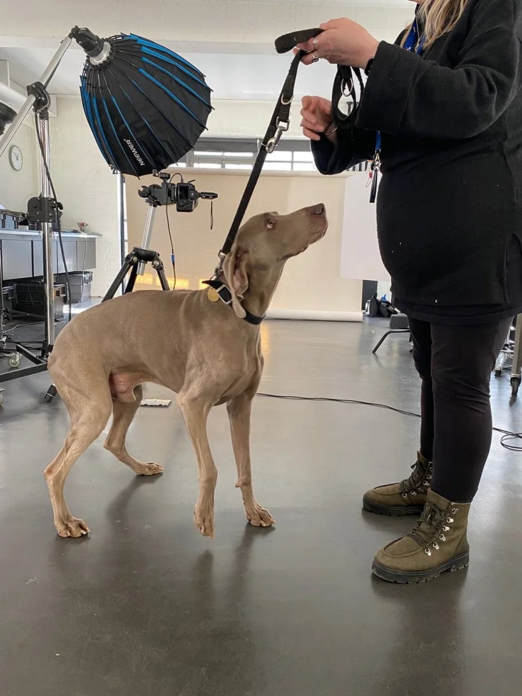 Paul Zak's still-life shoot for Hello Luxury Magazine, a collaboration with Louis Vuitton photographing  a Weimaraner.
