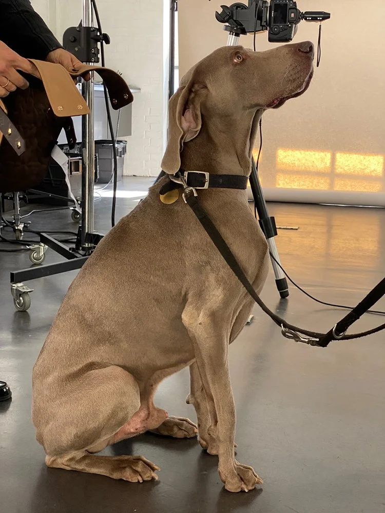 Paul Zak's still-life shoot for Hello Luxury Magazine, a collaboration with Louis Vuitton photographing  a Weimaraner.