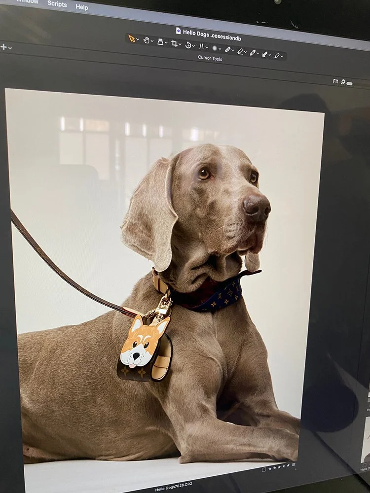 Paul Zak's still-life shoot for Hello Luxury Magazine, a collaboration with Louis Vuitton photographing  a Weimaraner.
