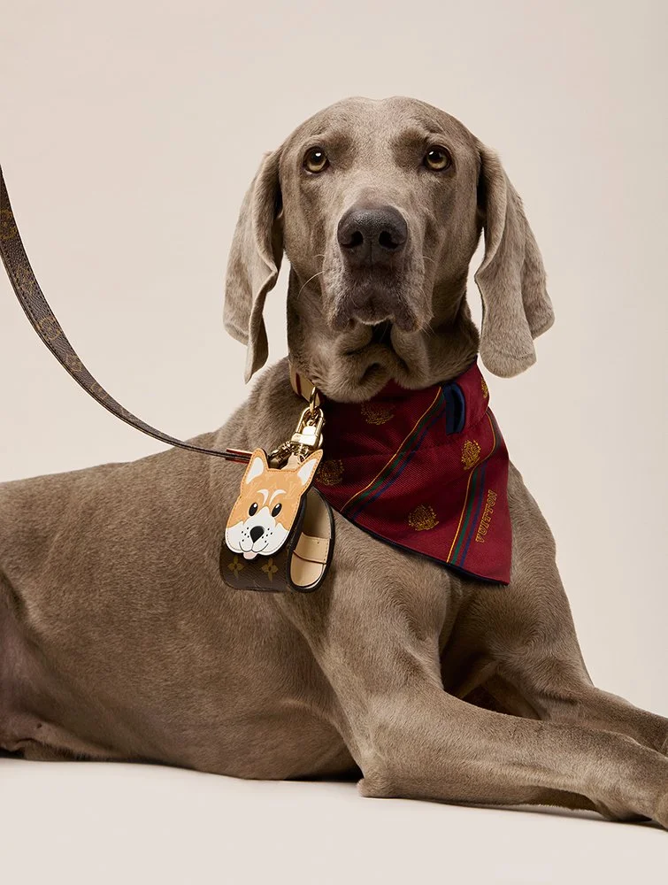 Paul Zak's still-life shoot for Hello Luxury Magazine, a collaboration with Louis Vuitton photographing  a Weimaraner.