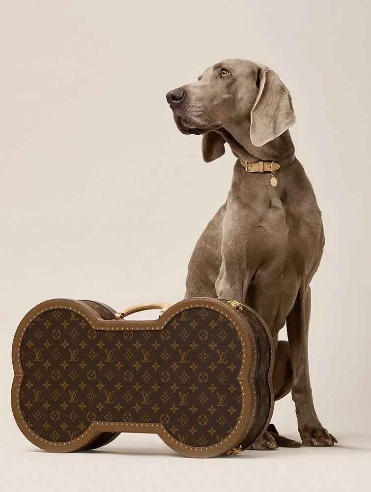 Paul Zak's still-life shoot for Hello Luxury Magazine, a collaboration with Louis Vuitton photographing  a Weimaraner.
