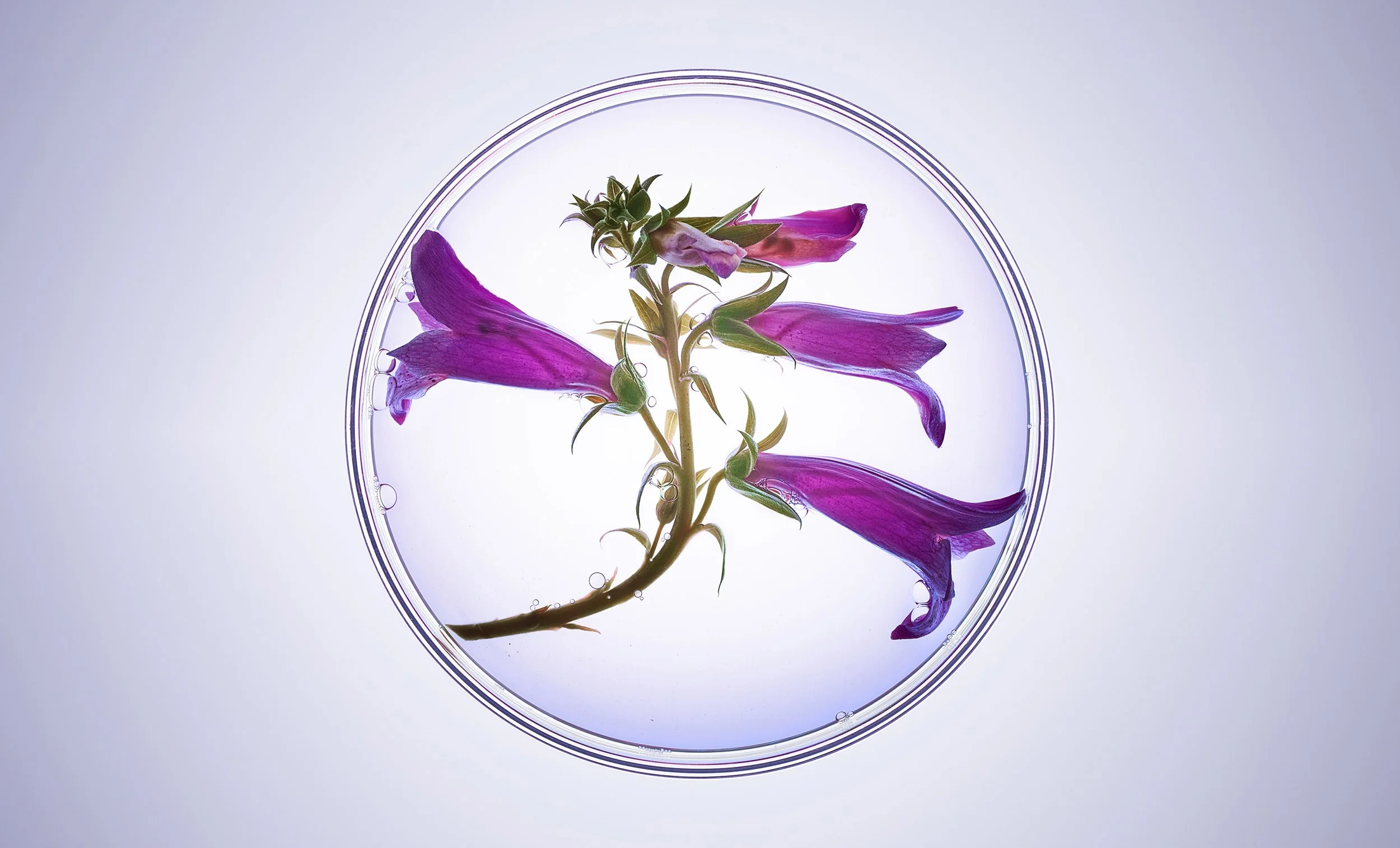 Still Life photograph by photographer Paul Zak of a purple flower in a petri dish shot for LOUM beauty brand.
