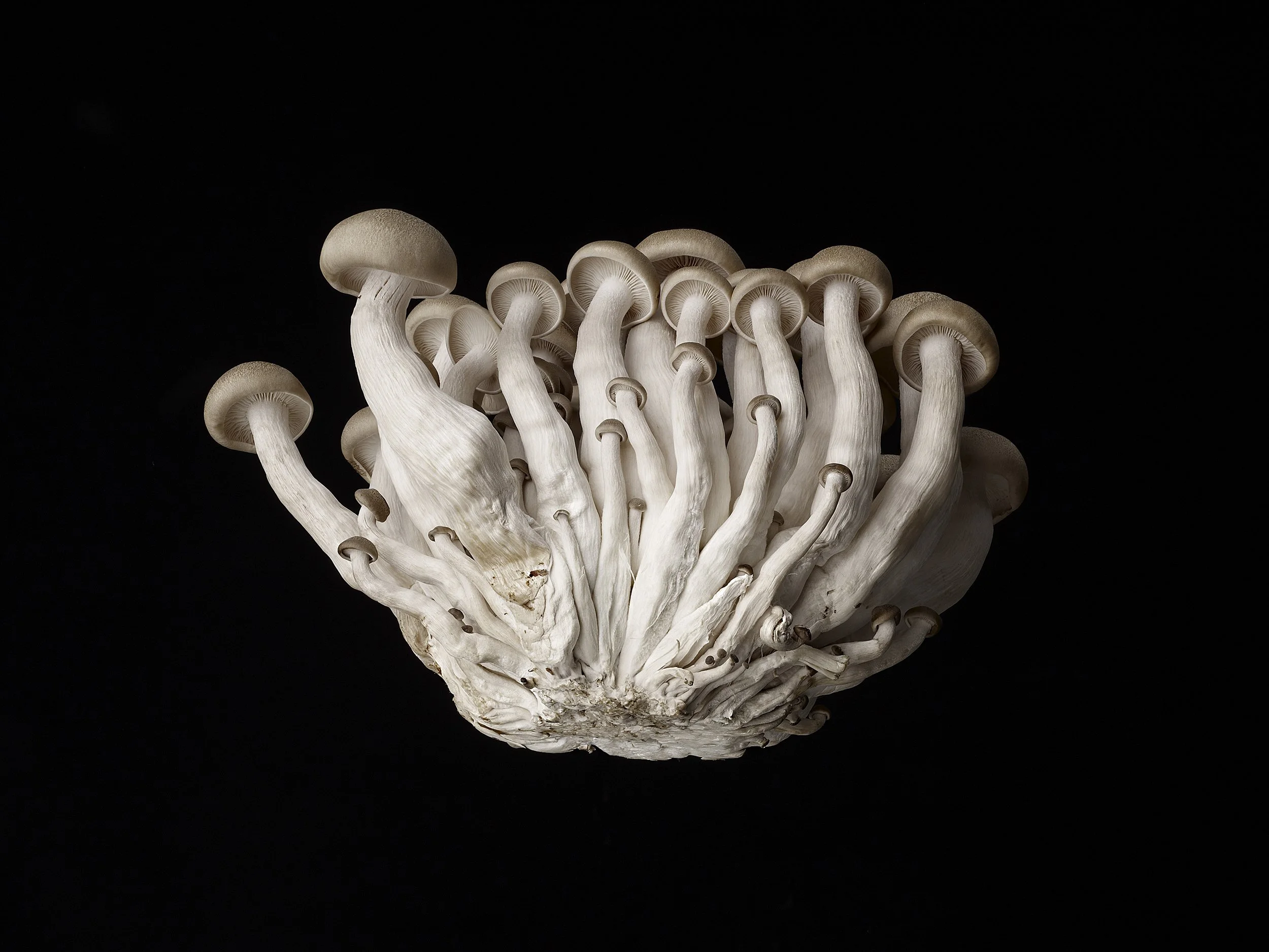 Still Life photograph by photographer Paul Zak of shitake mushrooms.