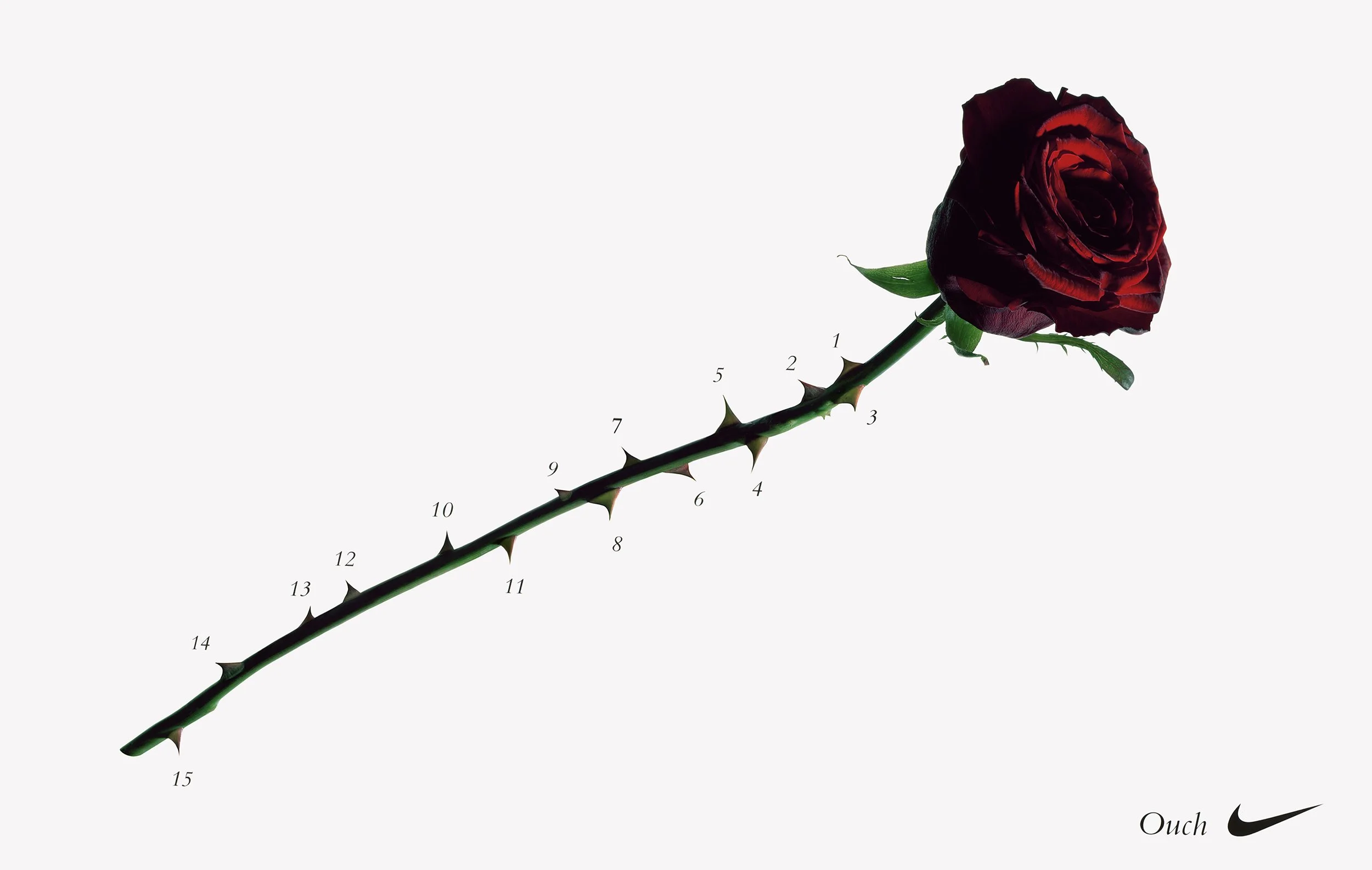 Still Life photograph by photographer Paul Zak of a red rose with lots of thorns for an advertising campaign for Nike for the Rugby World Cup.
