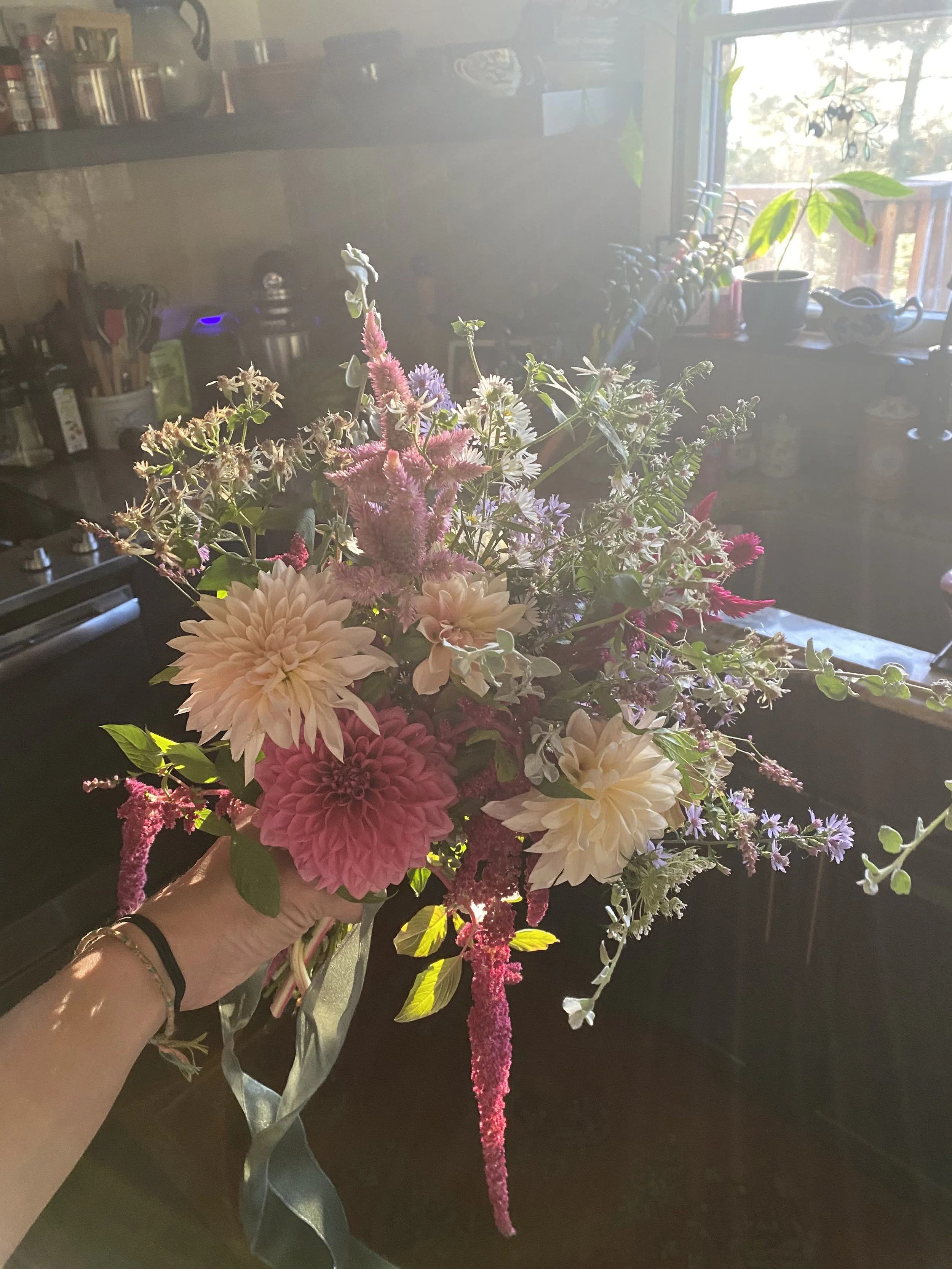 A Season of Dahlias