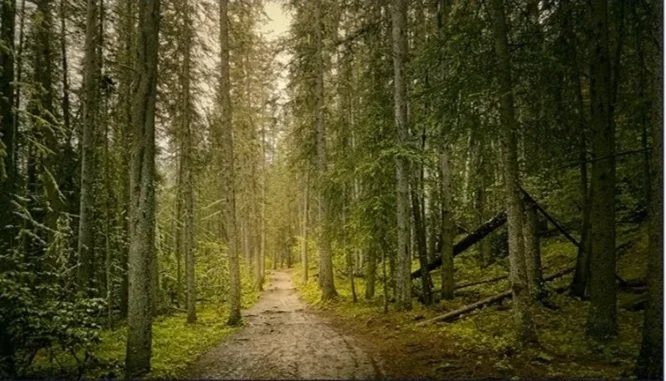 A dirt trail running through a dense forest of tall, green trees with sunlight filtering through the leaves.
