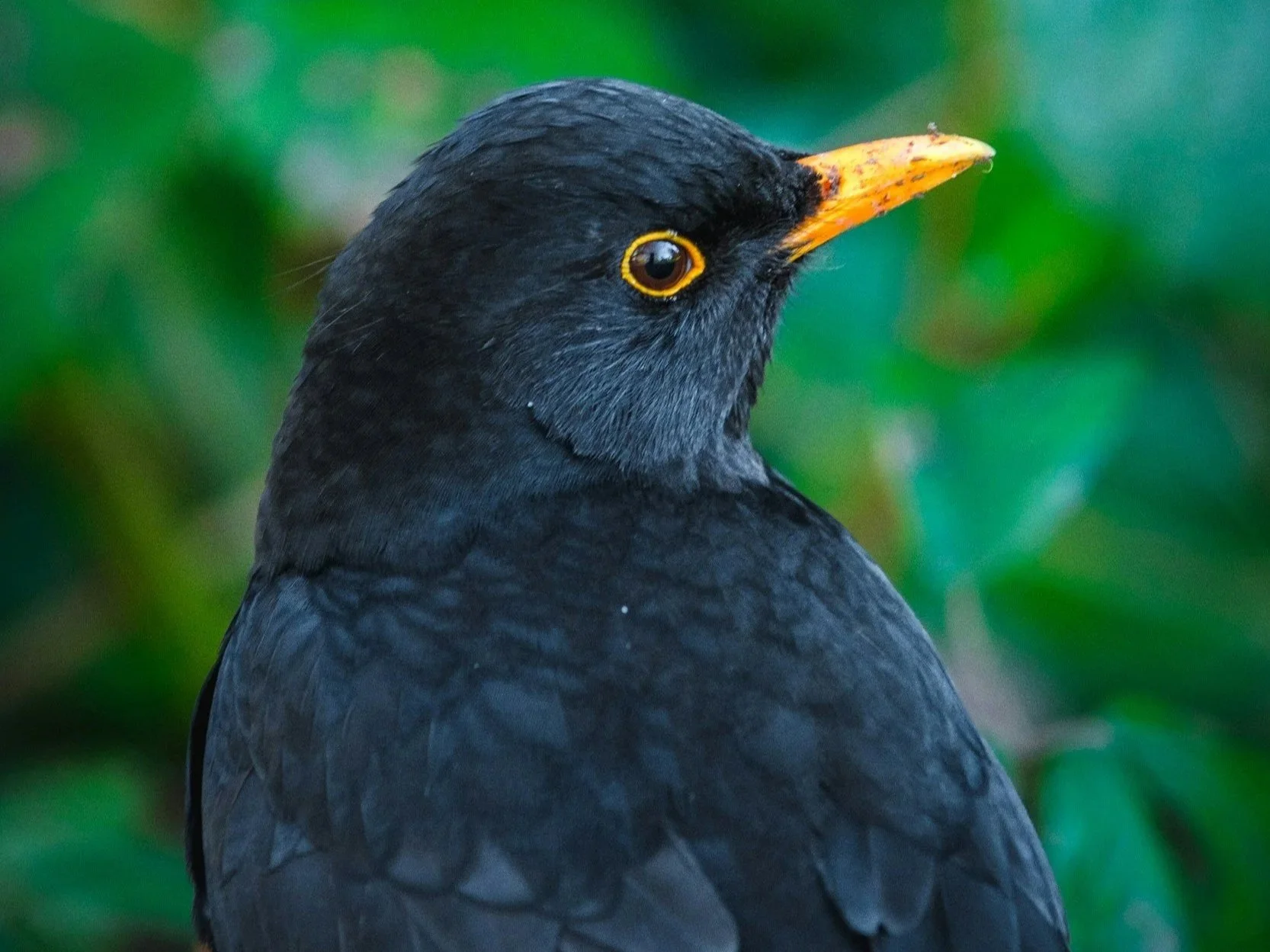 Close-up of a black bird with a yellow-ringed eye and an orange beak, set against a blurred green background.