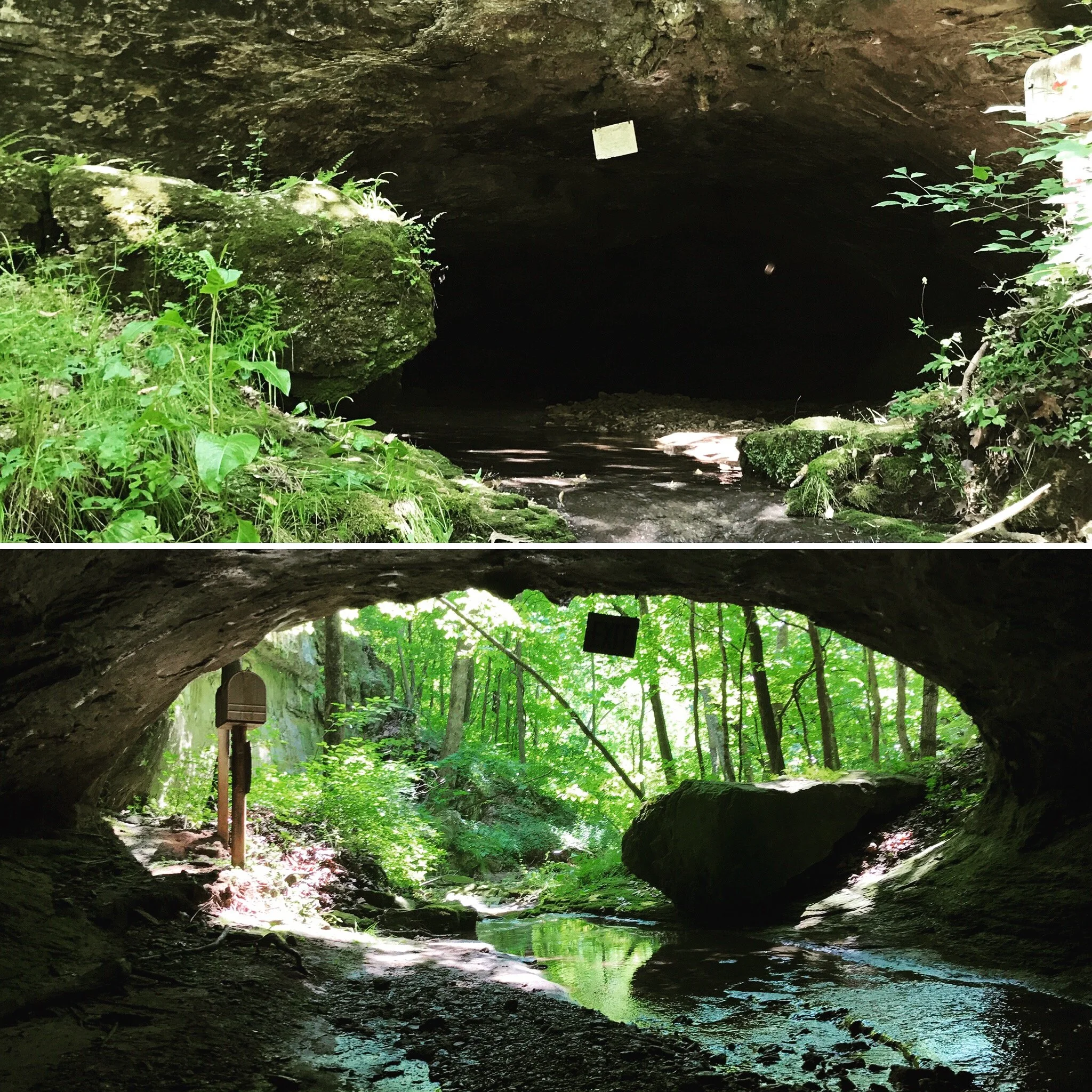 A view of the inside of a dark cave with green plants and moss at the entrance, with small water streams on the cave floor.