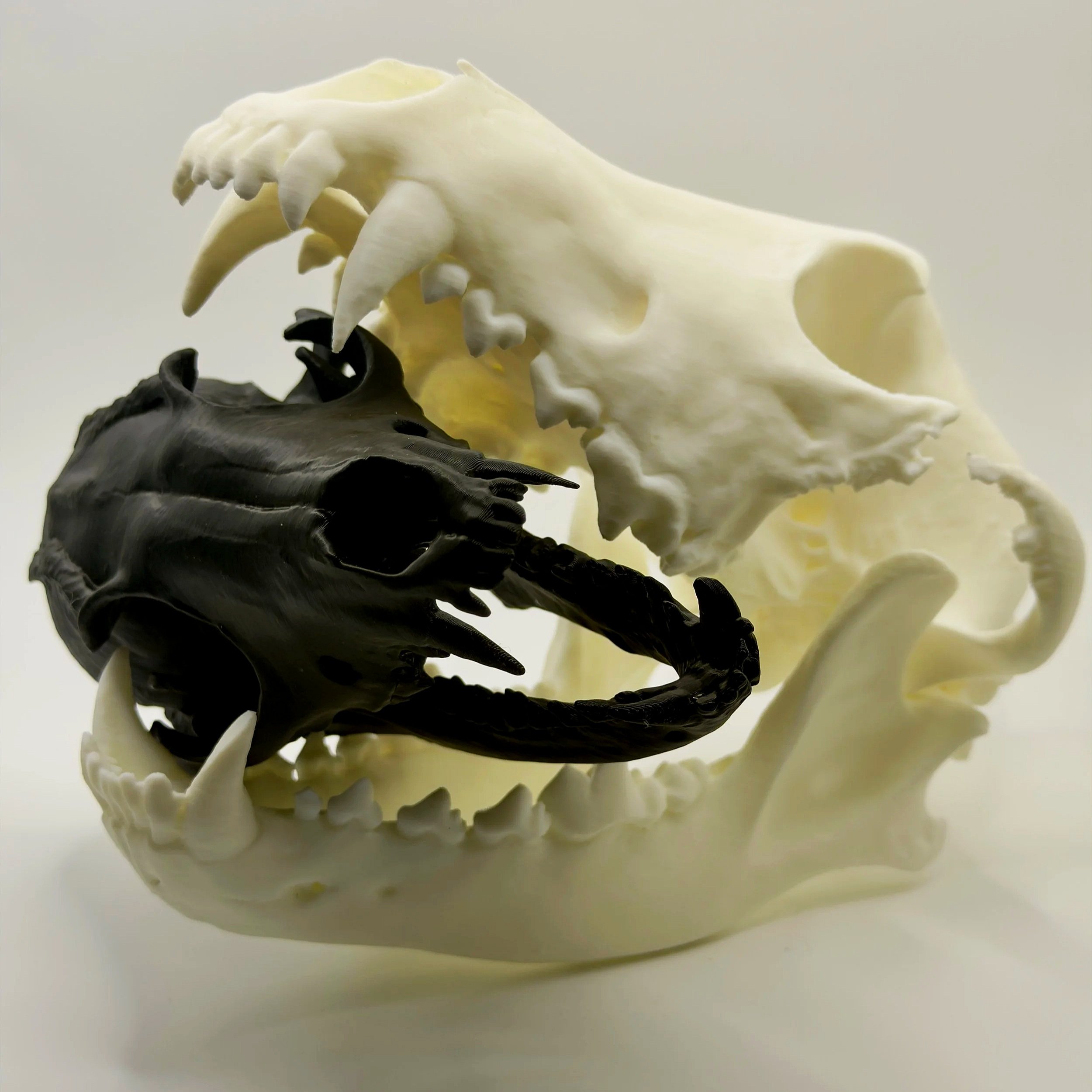Close-up of a white animal skull with sharp teeth and a black skull beneath it, set against a plain light background.