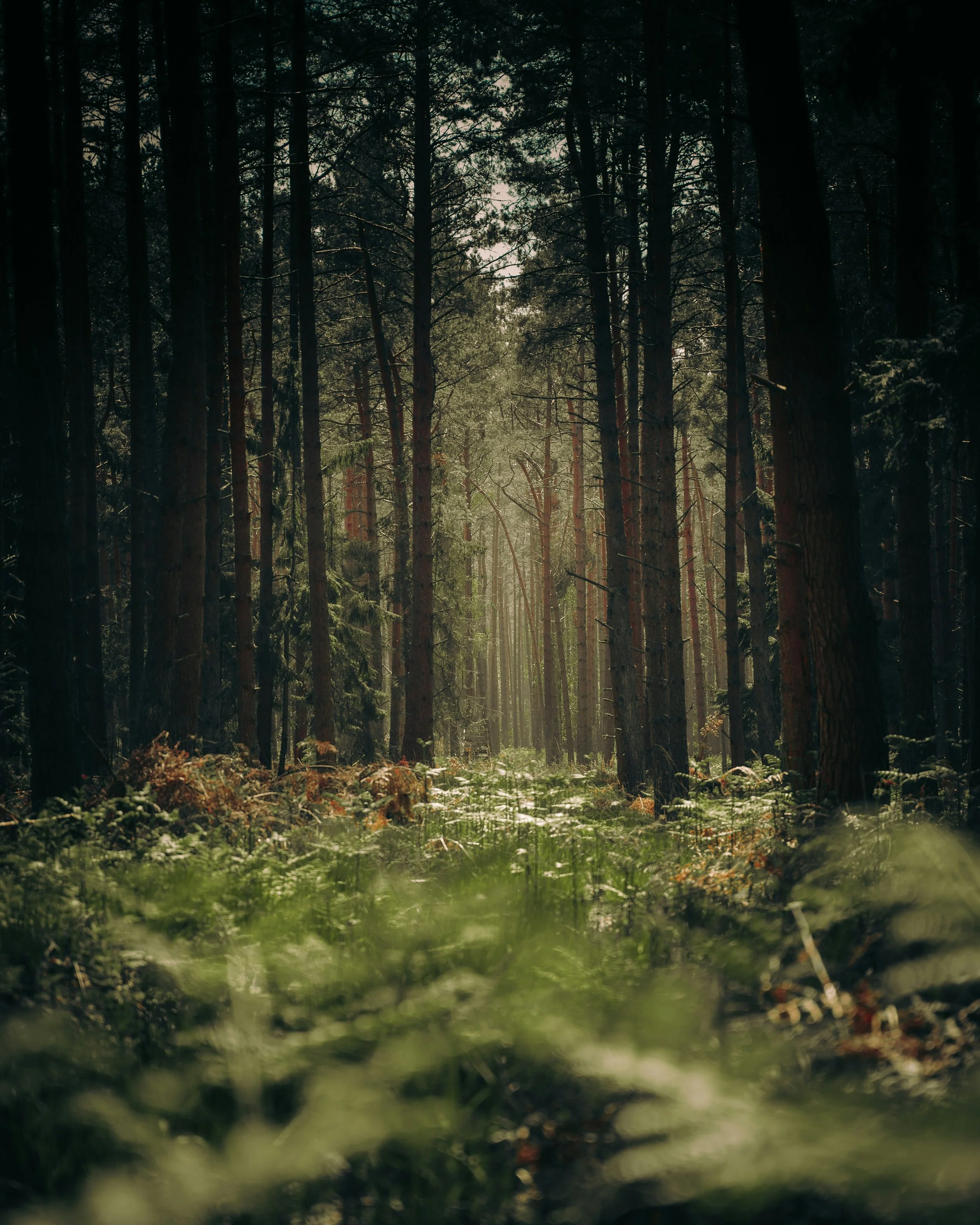 patrick-hinz-mtZ_nK35Kmo-unsplash.jpg