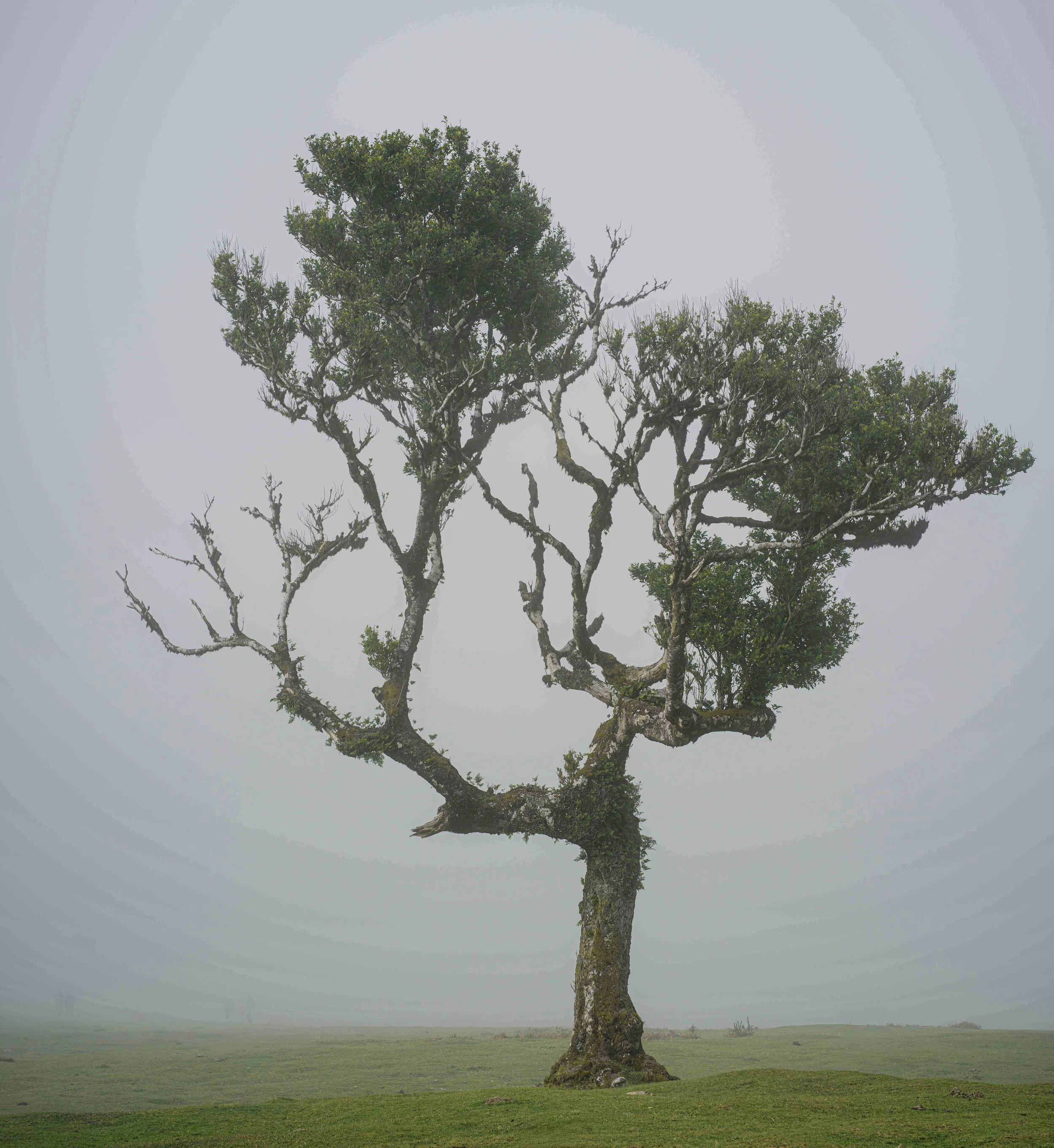 Landschape