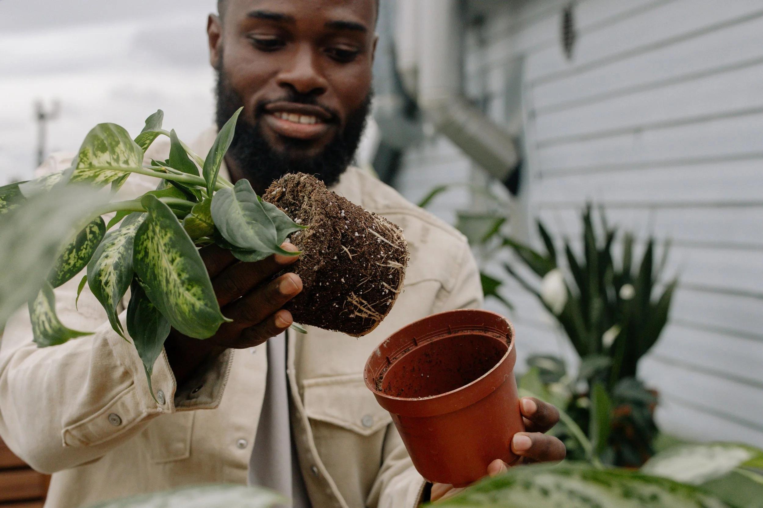 A man holding a leafy plant with exposed roots and an empty pot while repotting it.