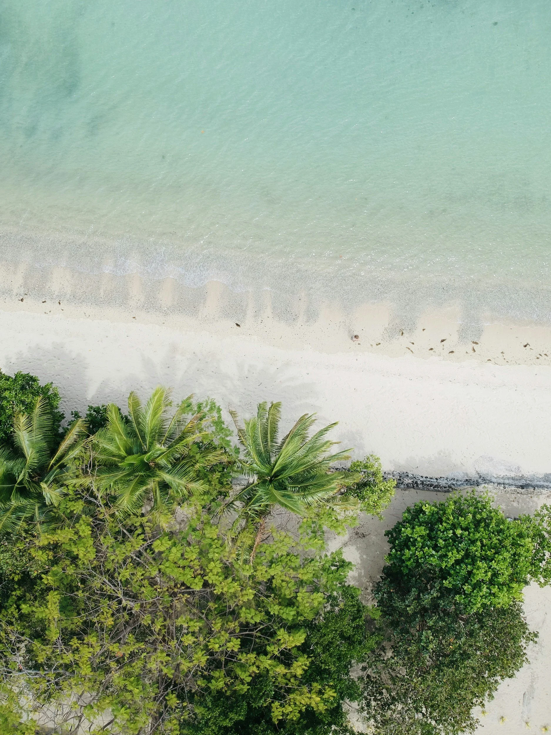 Aerial view of a tropical beach with white sand and lush green palm trees near the shoreline, with calm turquoise water.
