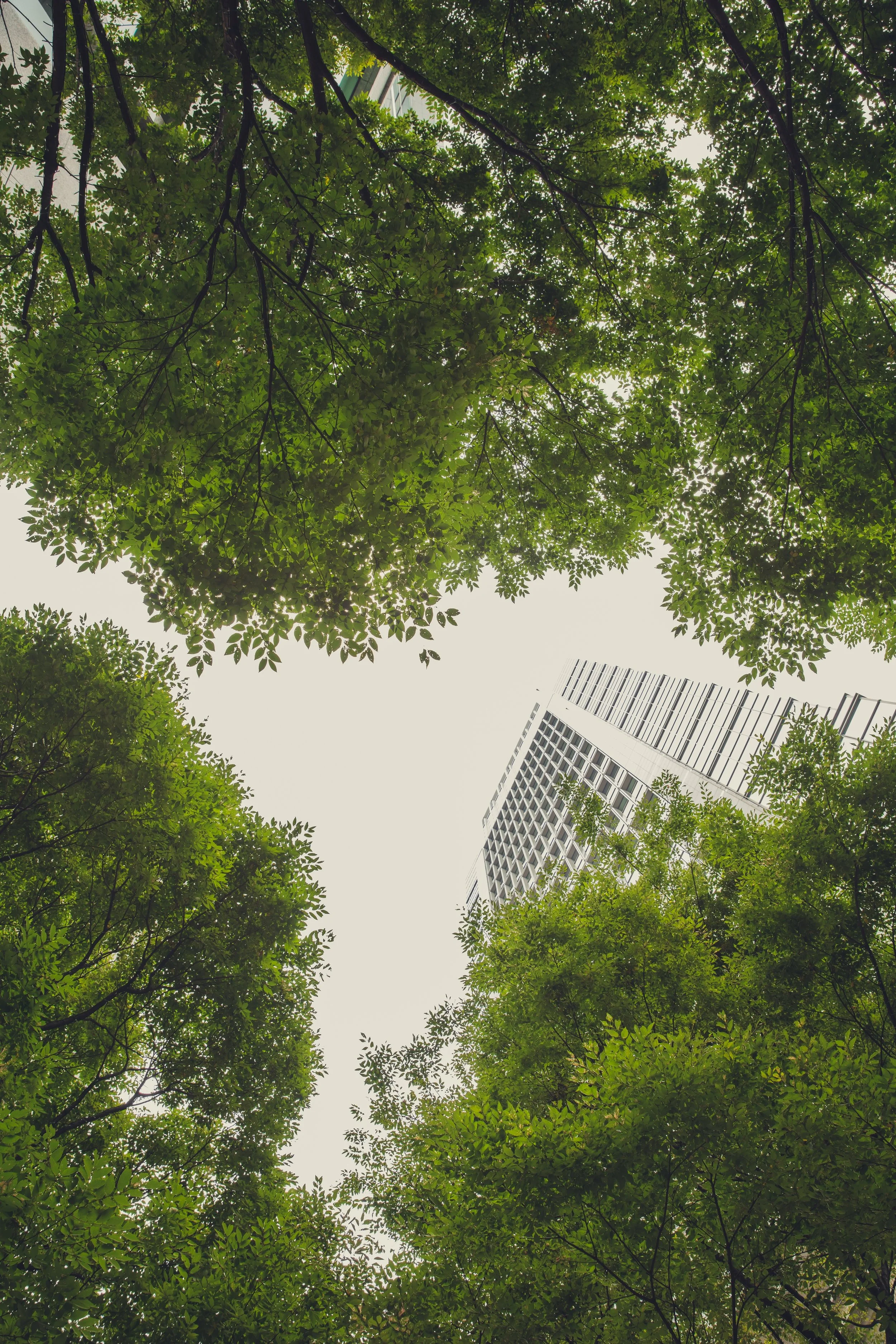 Looking up at tall trees with green leaves and branches, with a white building with black windows in the background.