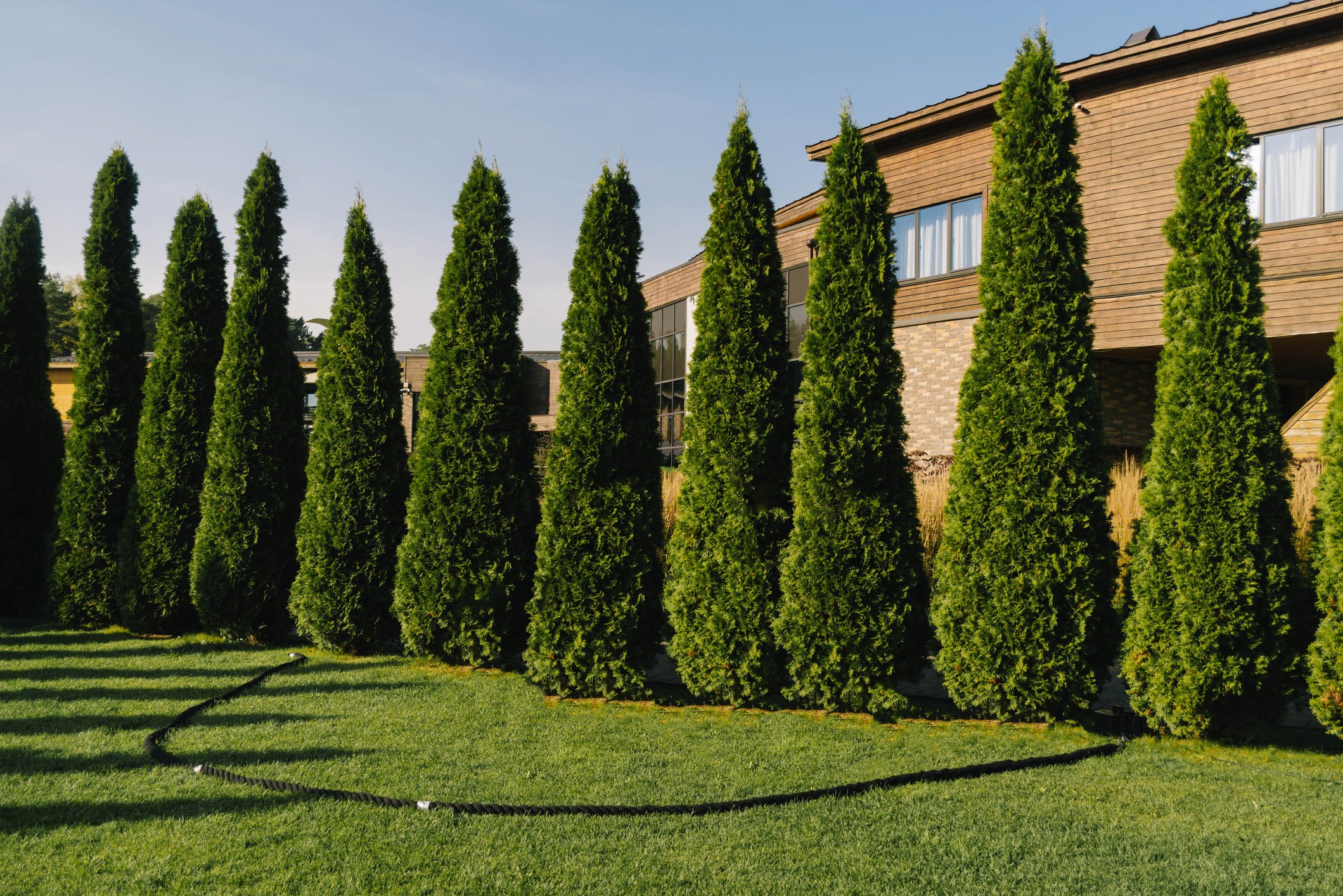 Row of tall evergreen trees in front of a modern house with large windows and wooden siding.