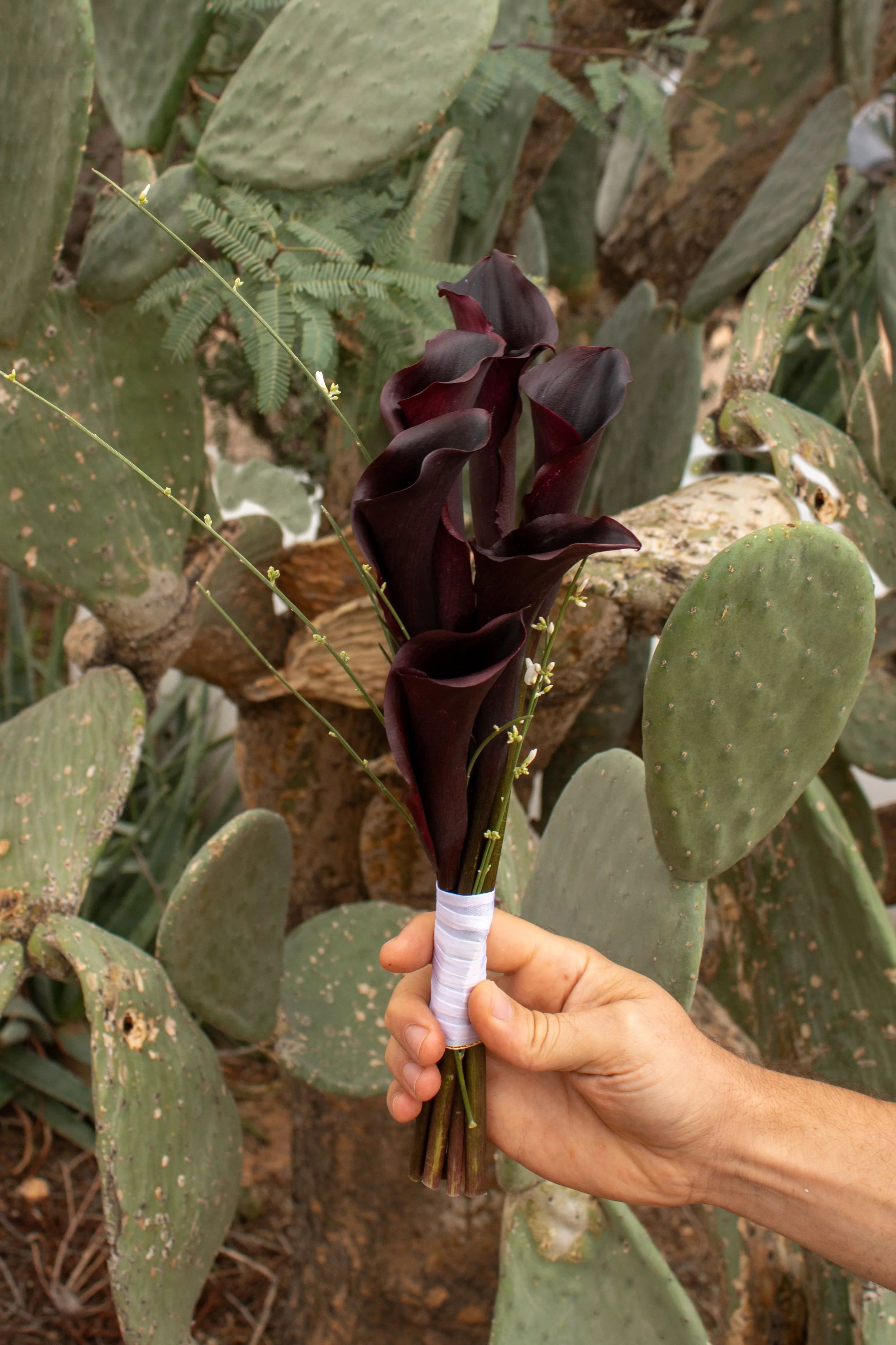 Hand holding a dark purple or black calla lily flower in front of prickly pear cactus plants.
