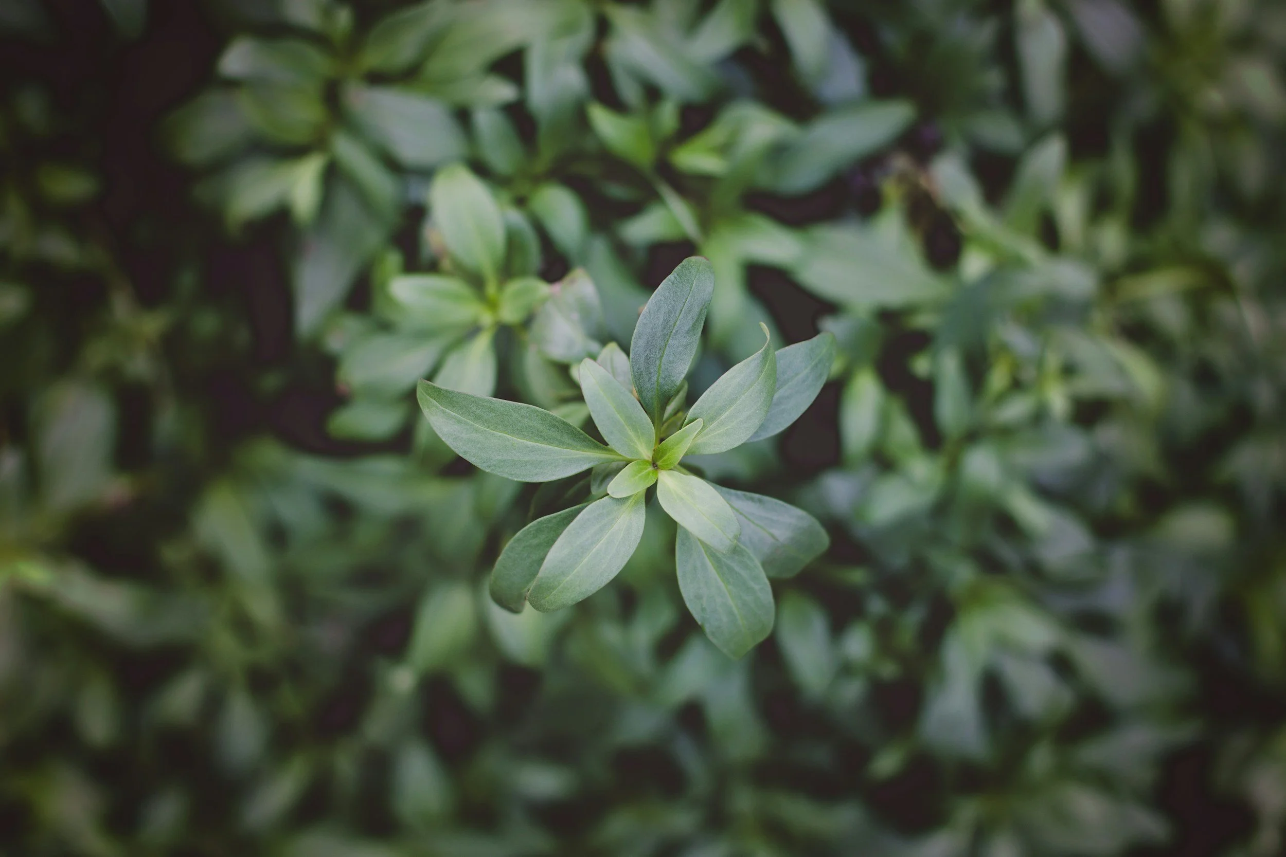 Close-up of green leaves on a plant with a blurred background.
