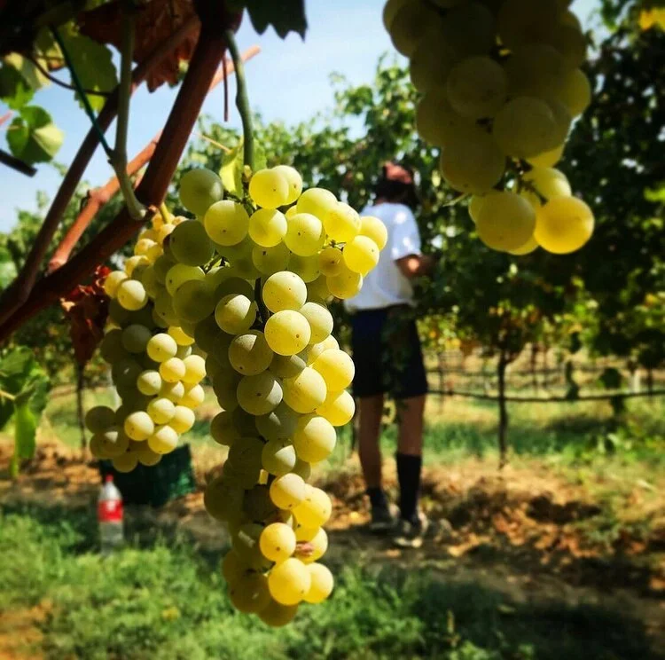 Organically grown grapes on the vine — biodynamic and natural wine farming practices featured at Cork Stowe VT