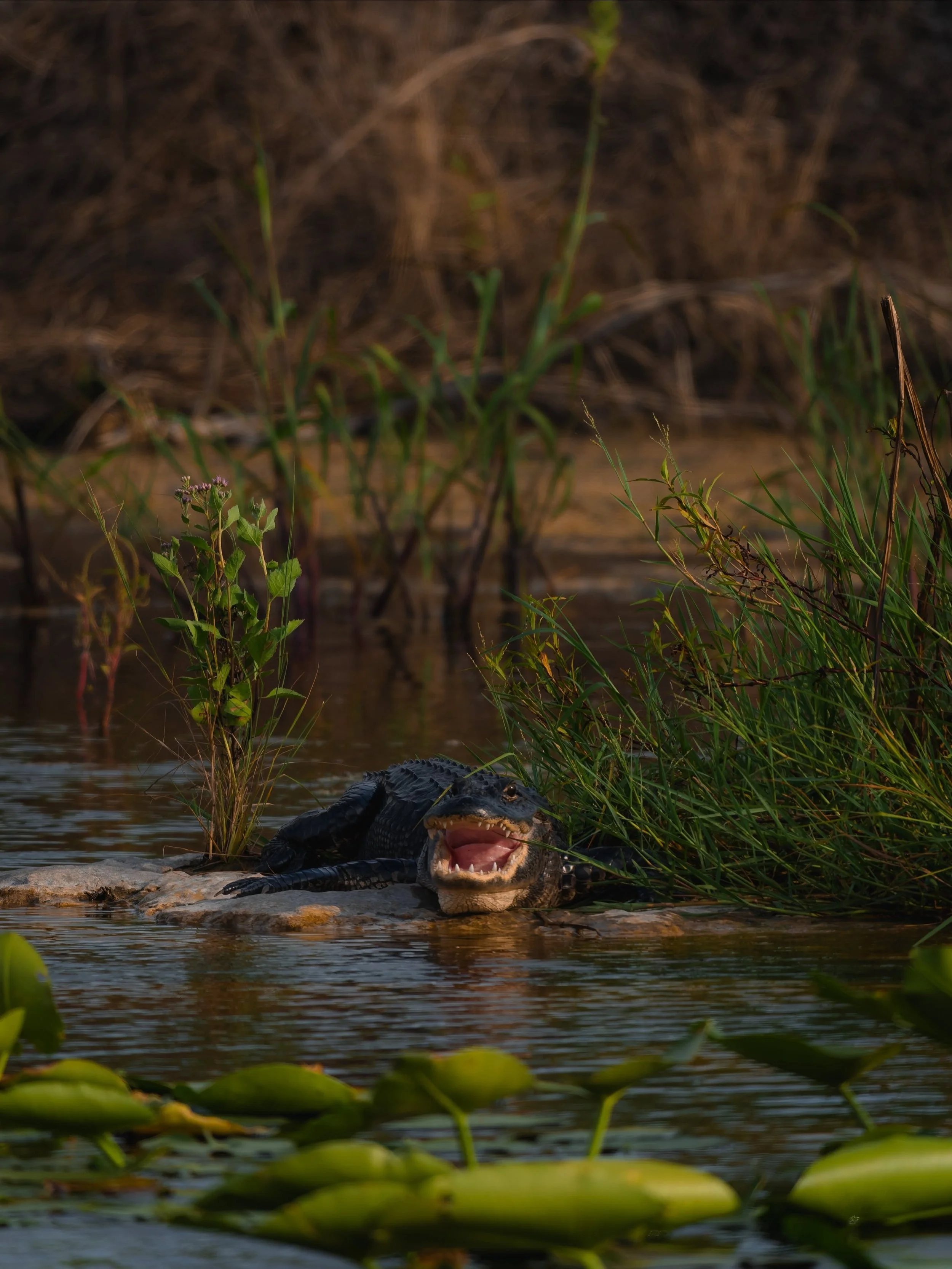 Limestone Lab is a name I gave to an area in the northern Everglades where I started looking at alligators like sculpture.

When I noticed how they could be captured resting on a limestone rock as if they were intentionally posing for the camera, I s