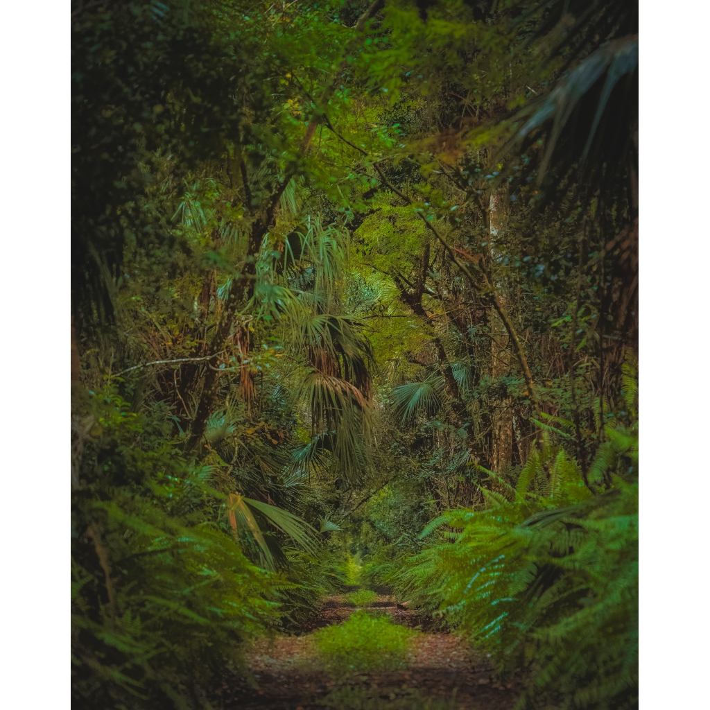 A dense jungle trail surrounded by lush green foliage with tall trees and ferns, creating a canopy overhead.