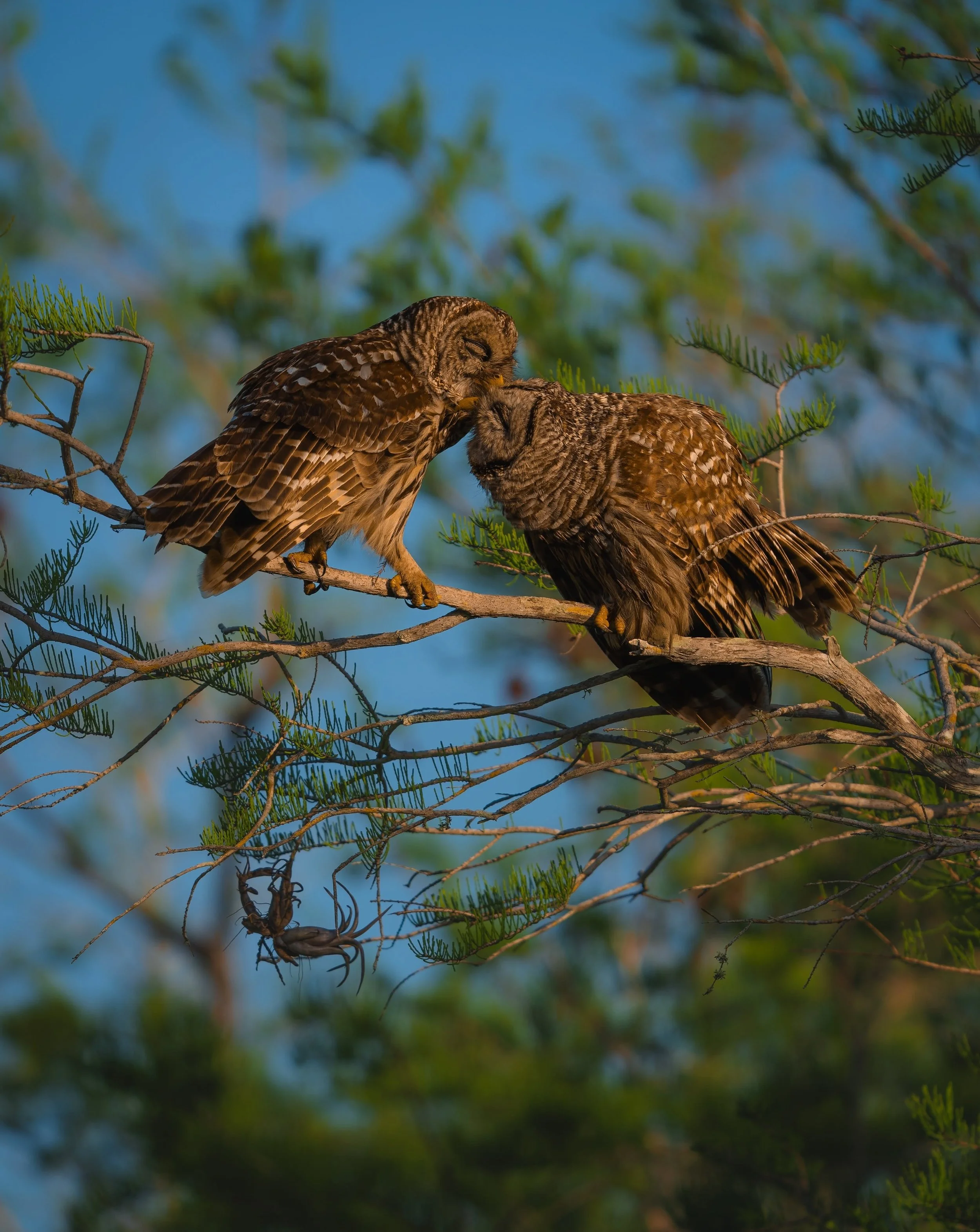 Barred owls were the first owls I experienced in the wild as a photographer, and maybe that&rsquo;s why encounters with them have never become ordinary.

Over the past year, I&rsquo;ve photographed them in different corners of South Florida&mdash;fro