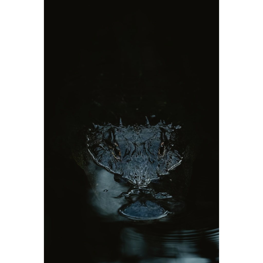 American alligator emerging from dark water at night in Big Cypress