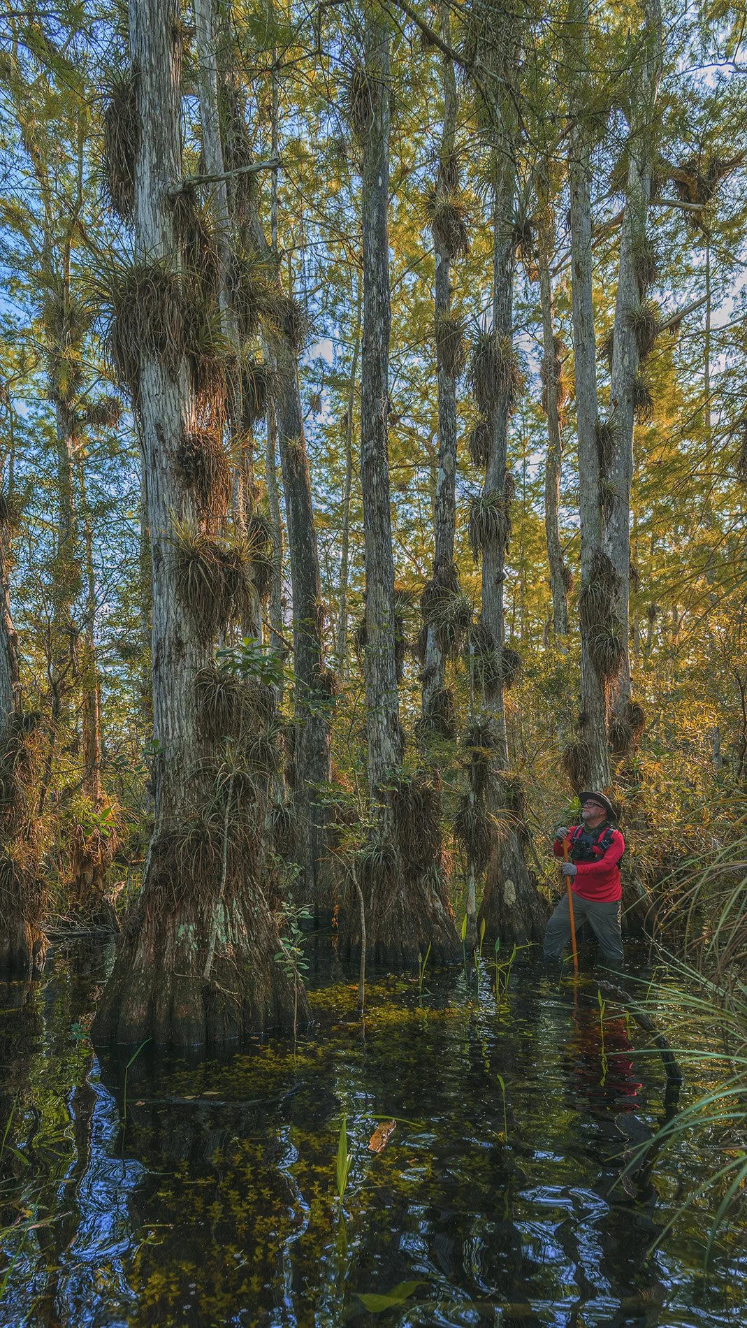 A person standing in a swampy area with tall cypress trees in the background. The person is wearing a red jacket and gray pants, holding a walking stick, and wearing sunglasses and a hat.