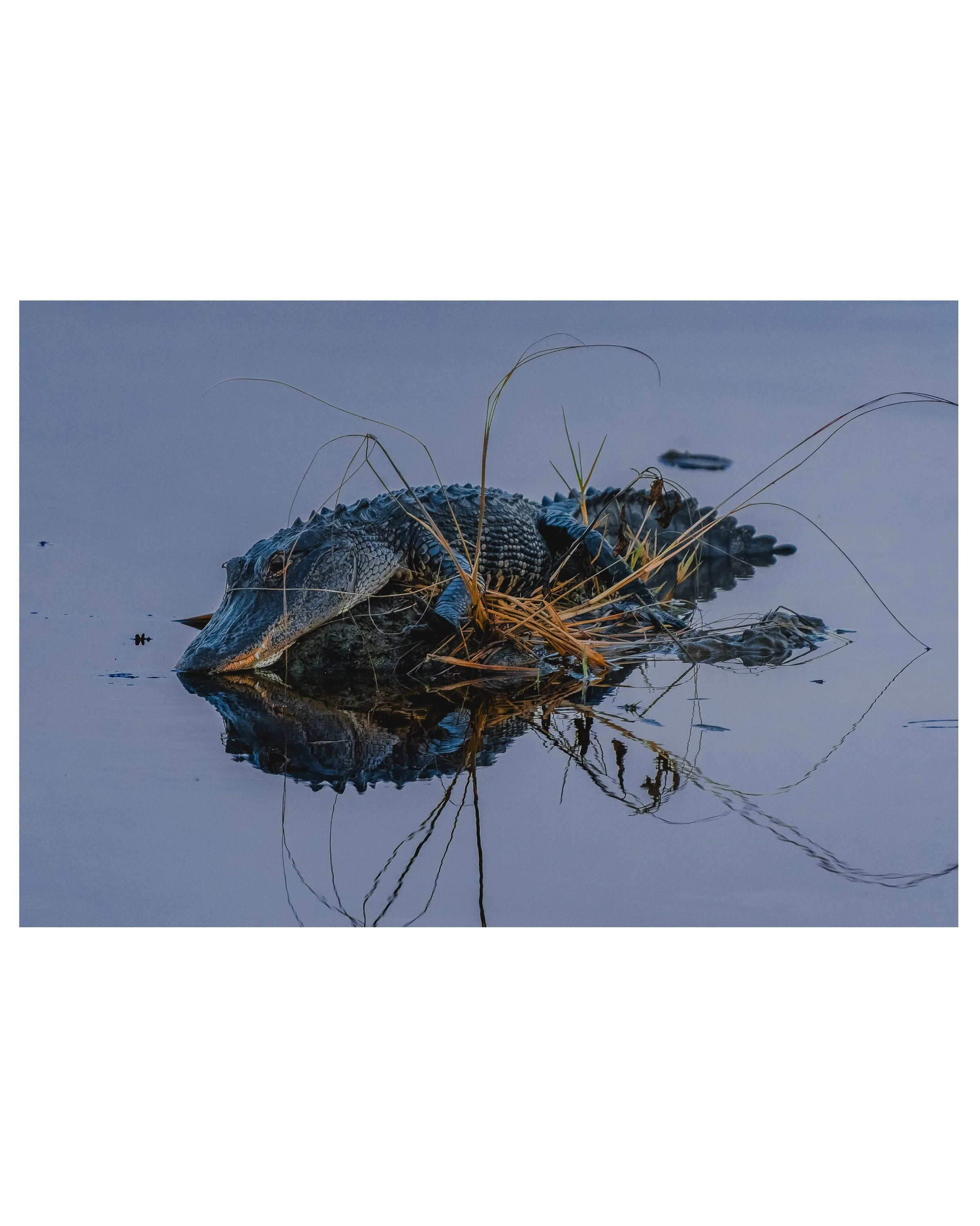 gator-scultpure-product-preview.jpg