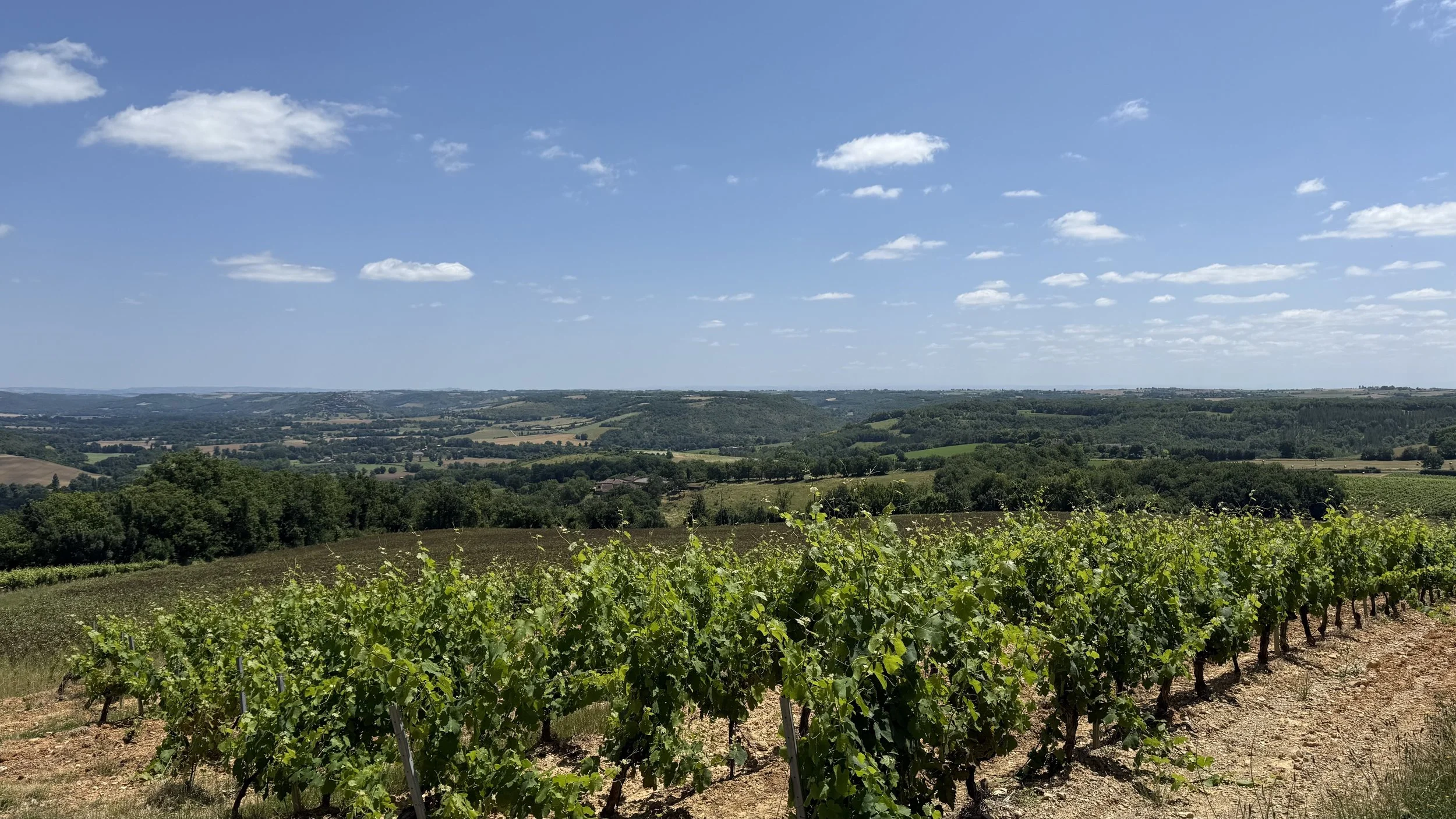 A scenic view of a lush green vineyard with rows of grapevines in the foreground, rolling hills in the background, under a bright blue sky with scattered white clouds.