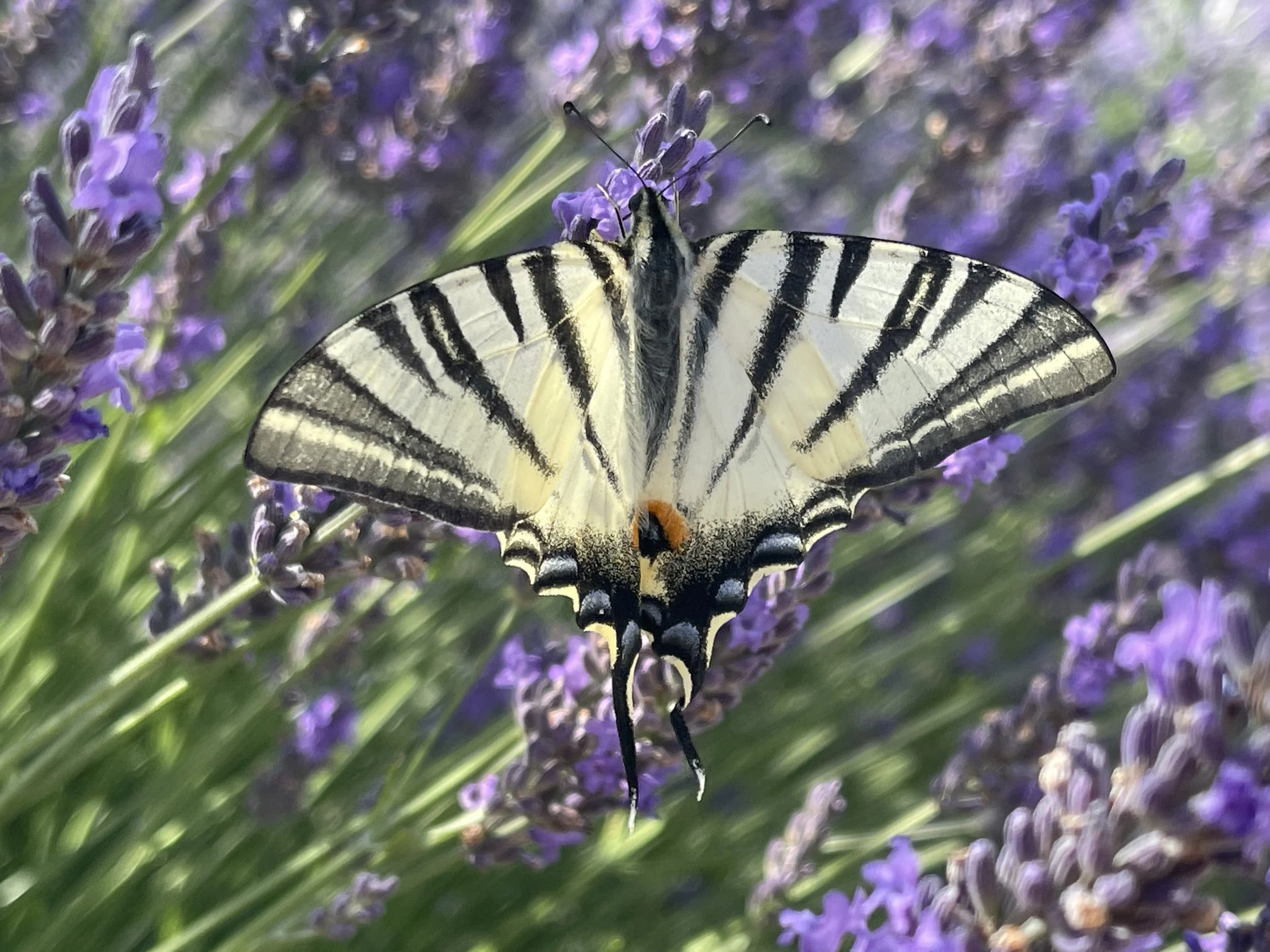 A butterfly with cream and black striped wings resting on purple lavender flowers.