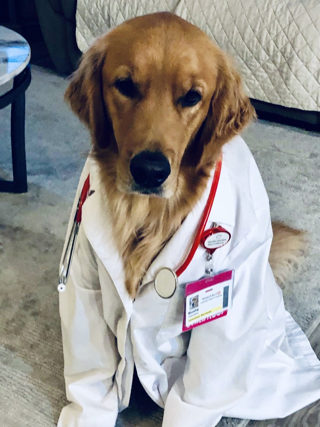 Golden retriever dressed in a white doctor's coat with a stethoscope and hospital ID badge, sitting on the floor.