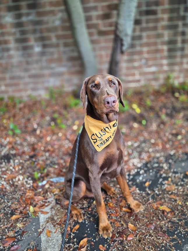 A brown dog with a yellow bandana that reads 'Sushi - The Therapy Dog' sitting outside on a patch of ground with fallen leaves, against a brick wall and tree trunk background.