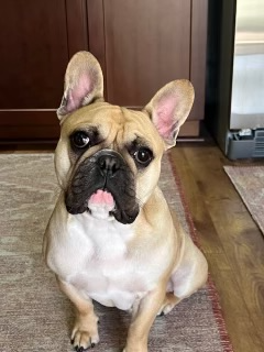 A French Bulldog sitting on a rug indoors, looking at the camera with a slightly tilted head and its tongue slightly sticking out.