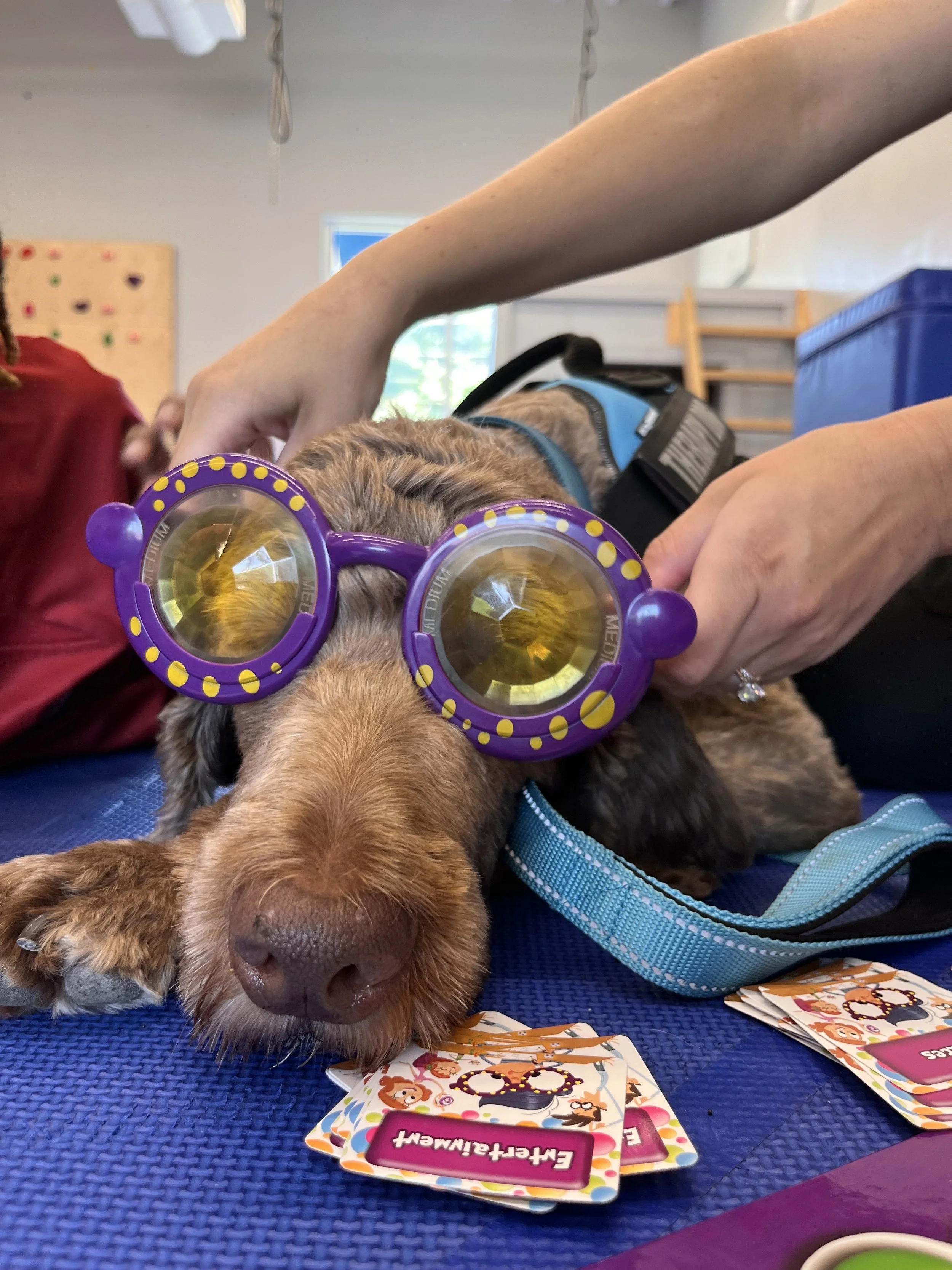 A dog with brown fur and black markings wearing purple glasses with yellow polka dots, lying on a blue mat surrounded by colorful game cards, with a person’s hands gently holding the dog’s head.