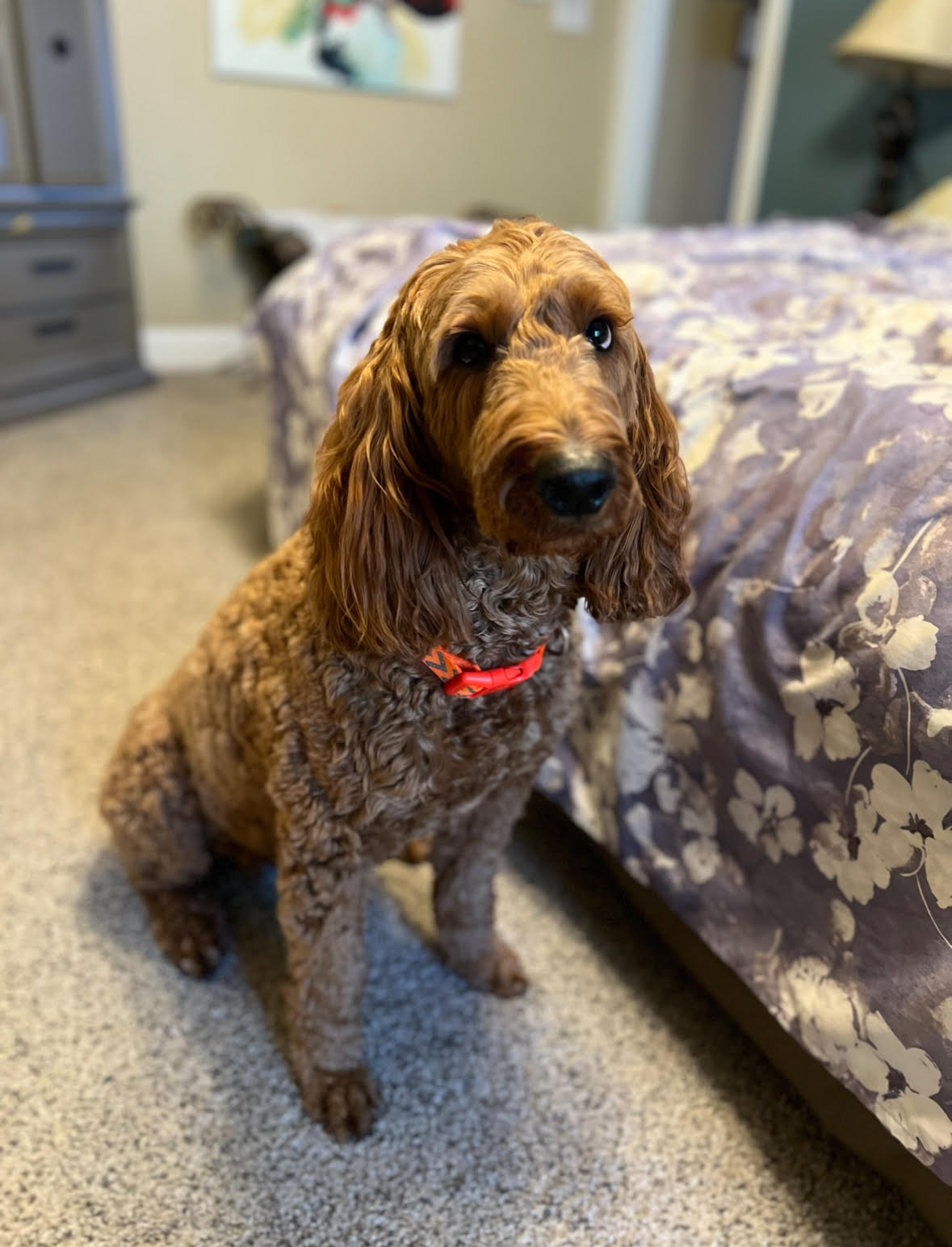 A brown curly-haired dog wearing a red collar, sitting on a carpeted floor next to a bed with a floral bedspread in a bedroom.