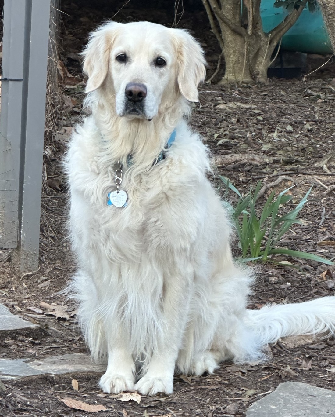 A cream-colored retriever dog sitting outdoors on dirt and mulch with green plants and a tree in the background.