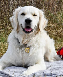 A happy golden retriever lying outdoors on grass with a yellow identification tag on its collar.