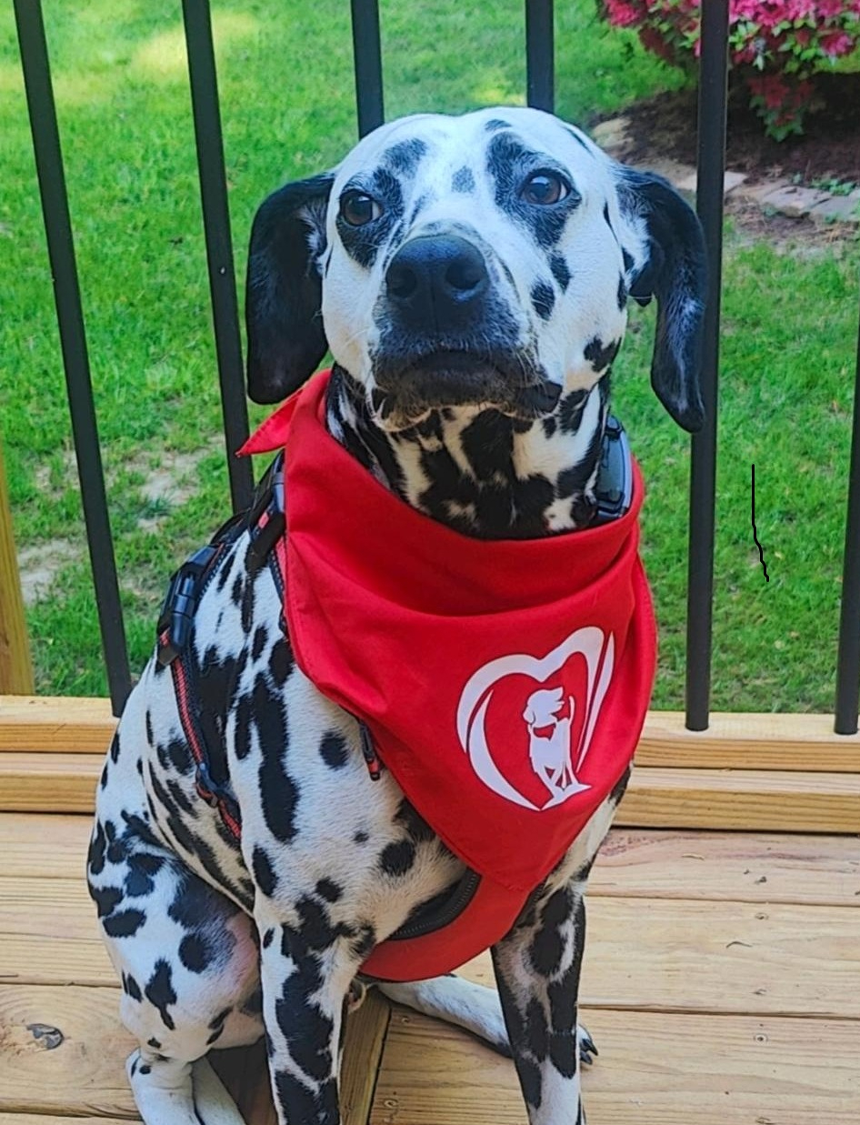 Dalmatian dog wearing a red bandana with a white logo on a wooden deck outdoors.