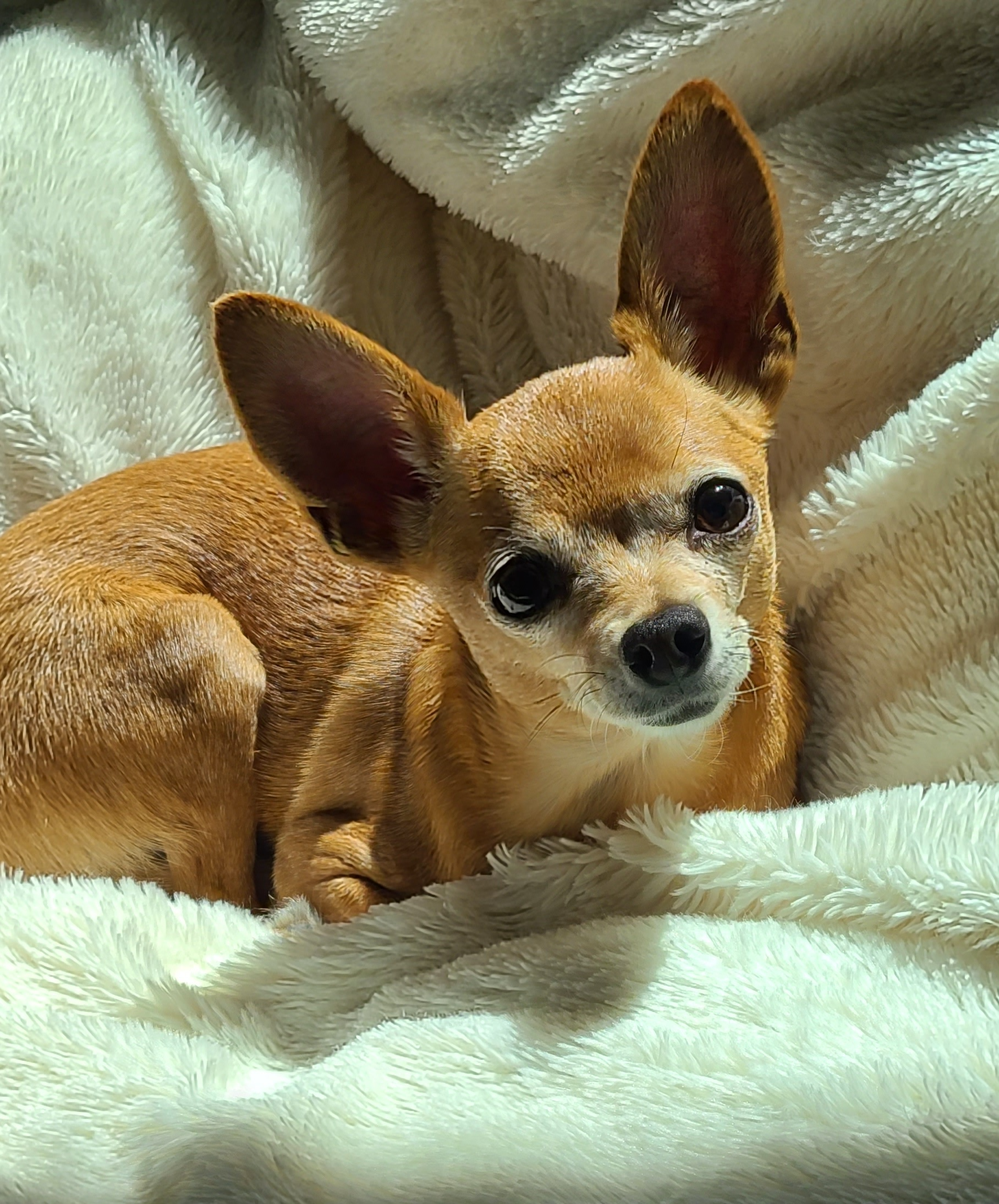Close-up of a small, tan dog with large ears lying on a fluffy, white blanket.