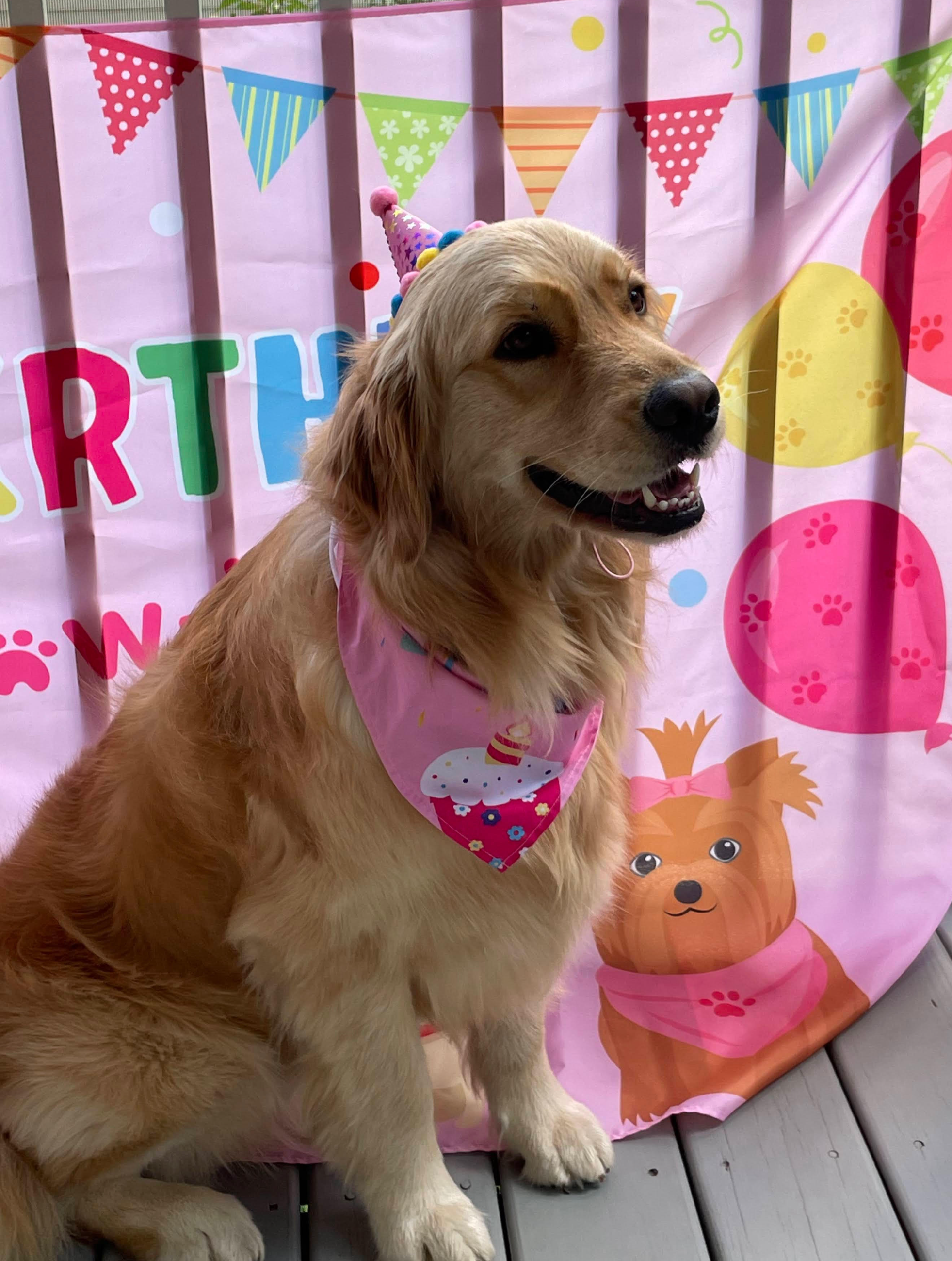 Golden retriever puppy wearing a birthday hat and bandana, sitting in front of a pink birthday backdrop with colorful bunting and a cartoon bear illustration.
