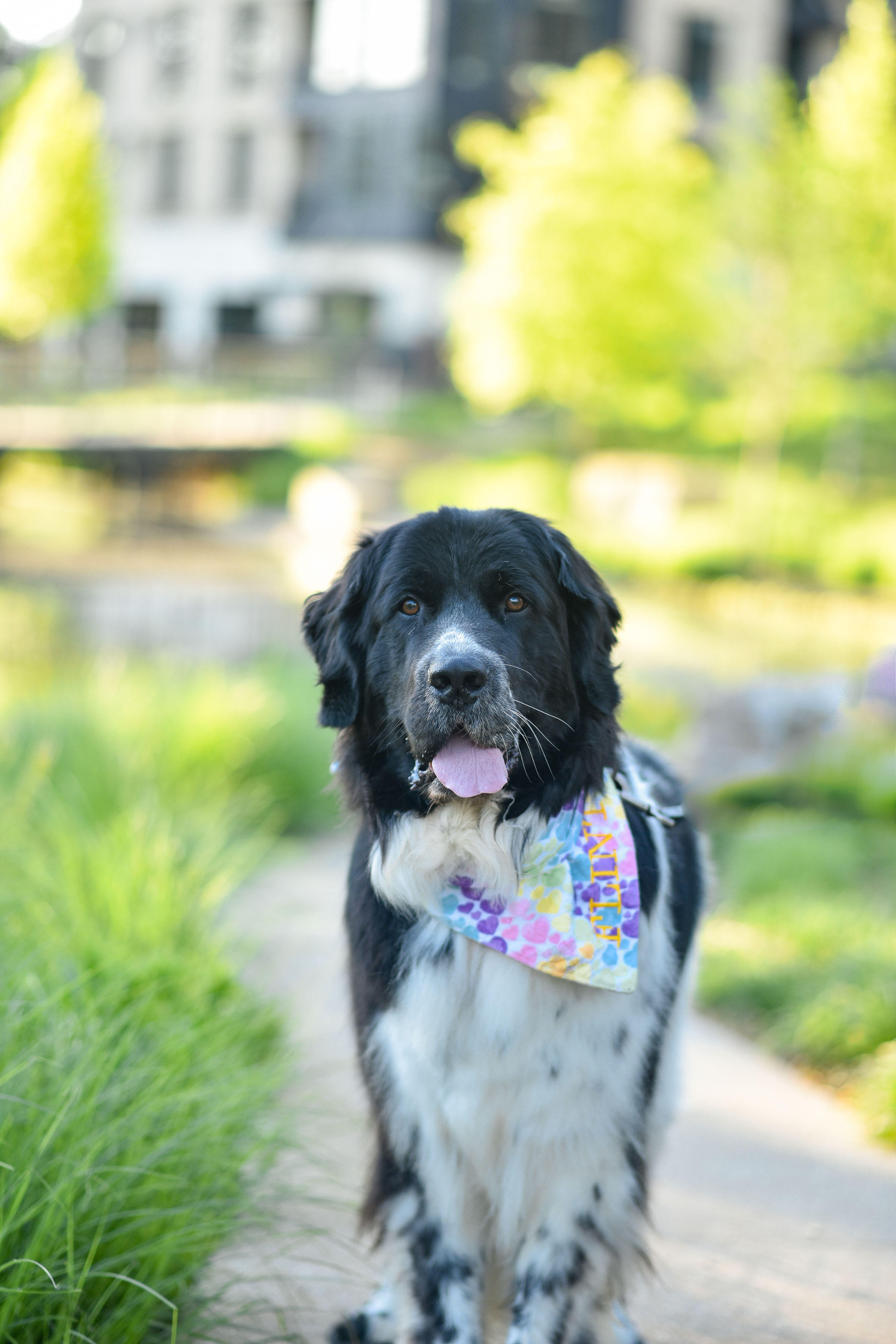 A black and white dog walking on a path outdoors with greenery, water, and buildings in the background.