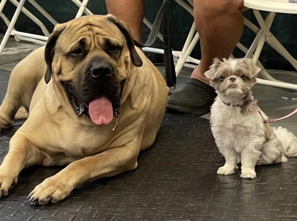 A large brown dog with a wrinkled face lying on a black floor next to a small, fluffy, tan and white dog sitting upright. The large dog has its tongue out, and the small dog is on a pink leash.