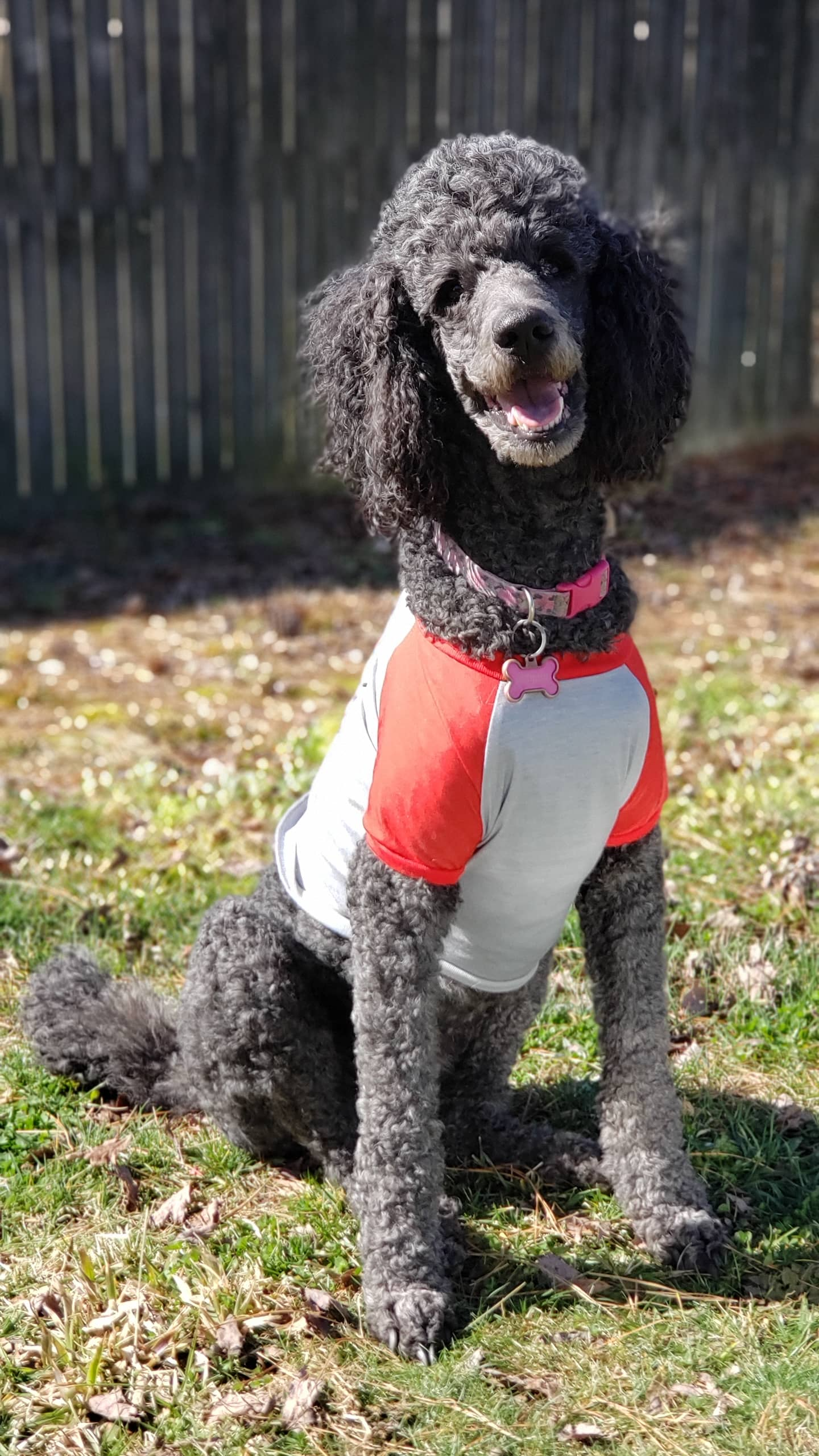 A happy black curly-haired dog wearing a red and white shirt, sitting on grass with a wooden fence in the background.
