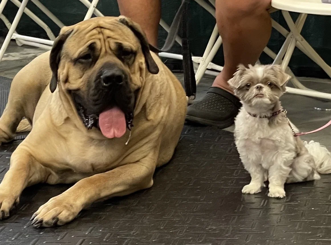 A large, tan dog with a wrinkled face and droopy eyes lying on a black textured surface beside a small, fluffy, tan and white dog with a bow on her head, both on leash. Part of a person's legs and shoes are visible in the background.